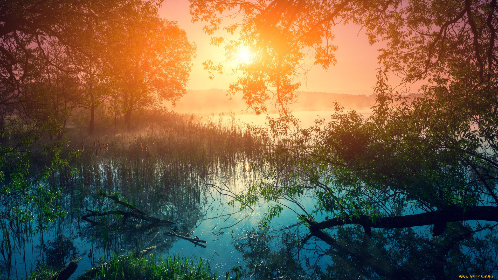 природа, восходы, закаты, камыши, лес, солнце, утро, деревья, рассвет, трава, туман, река