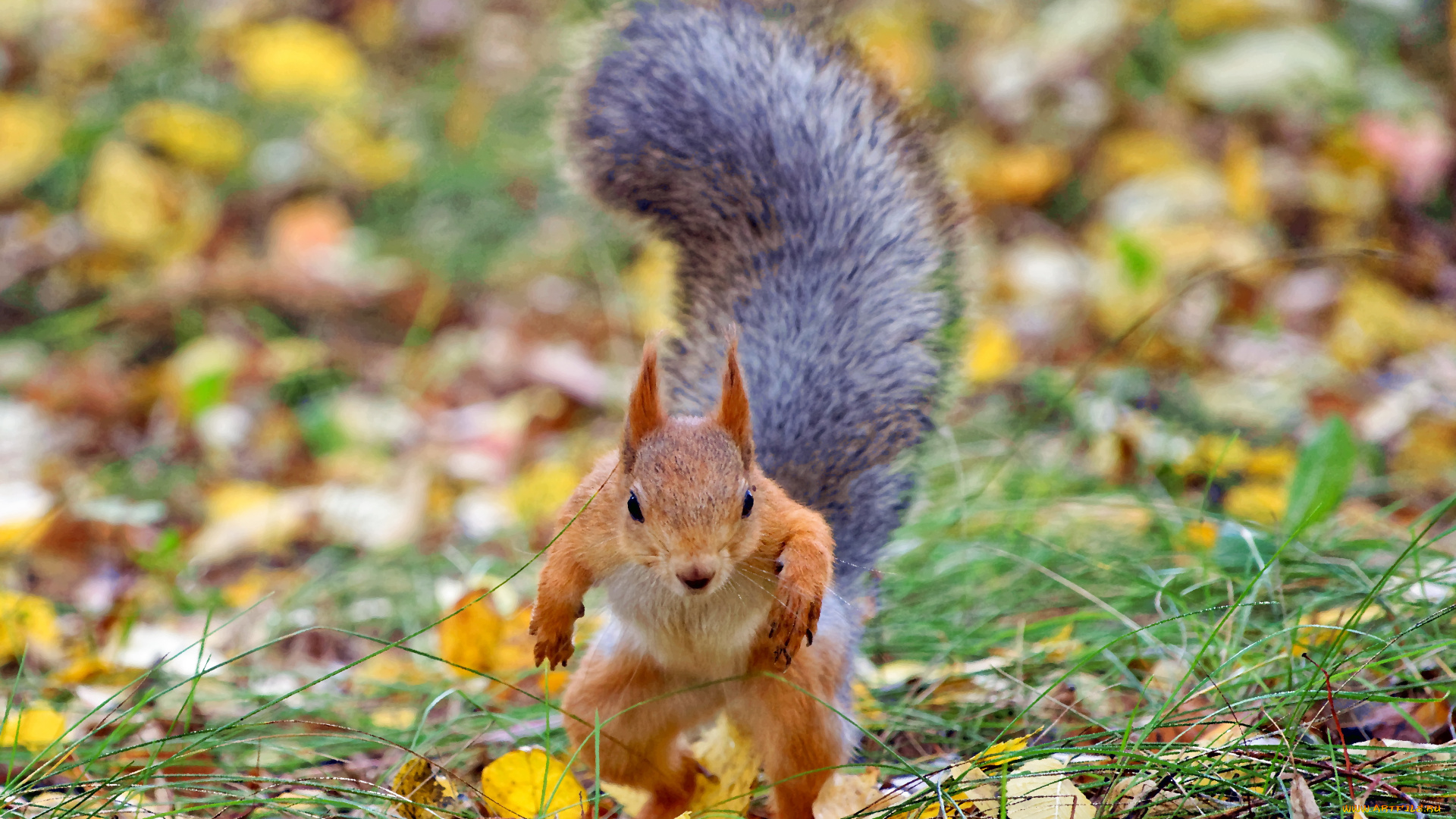 разное, компьютерный, дизайн, белка, осень, парк, юмор