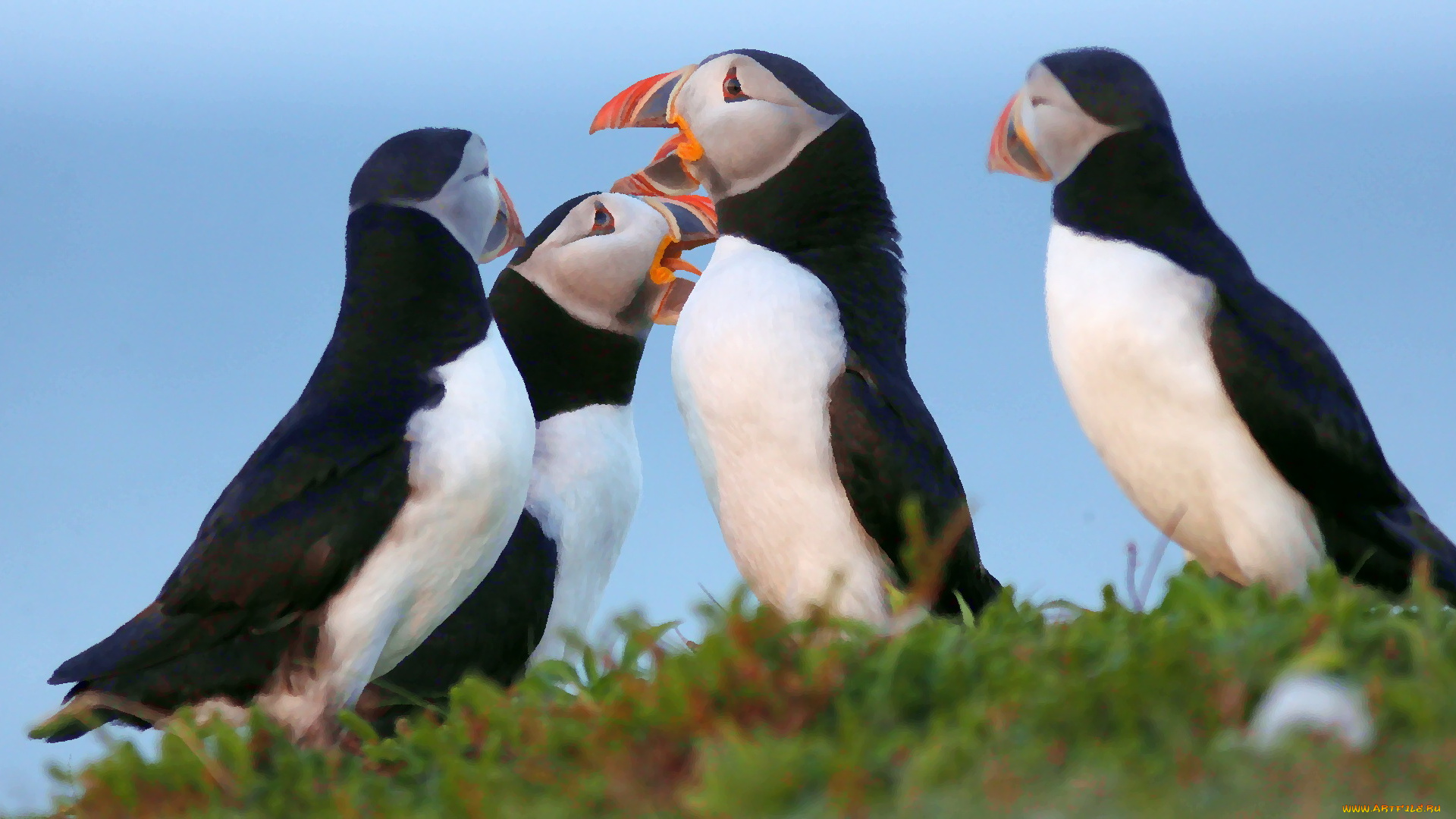 разное, компьютерный, дизайн, птица, перья, окрас, тупик