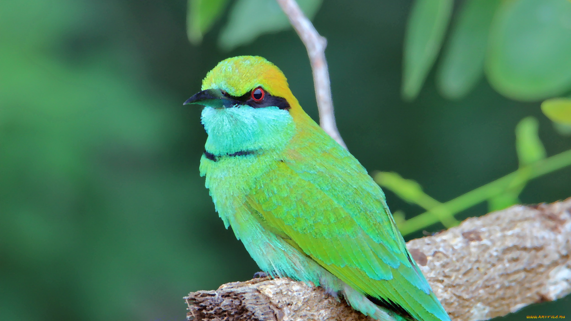 разное, компьютерный, дизайн, птица, забавная, окрас, перья