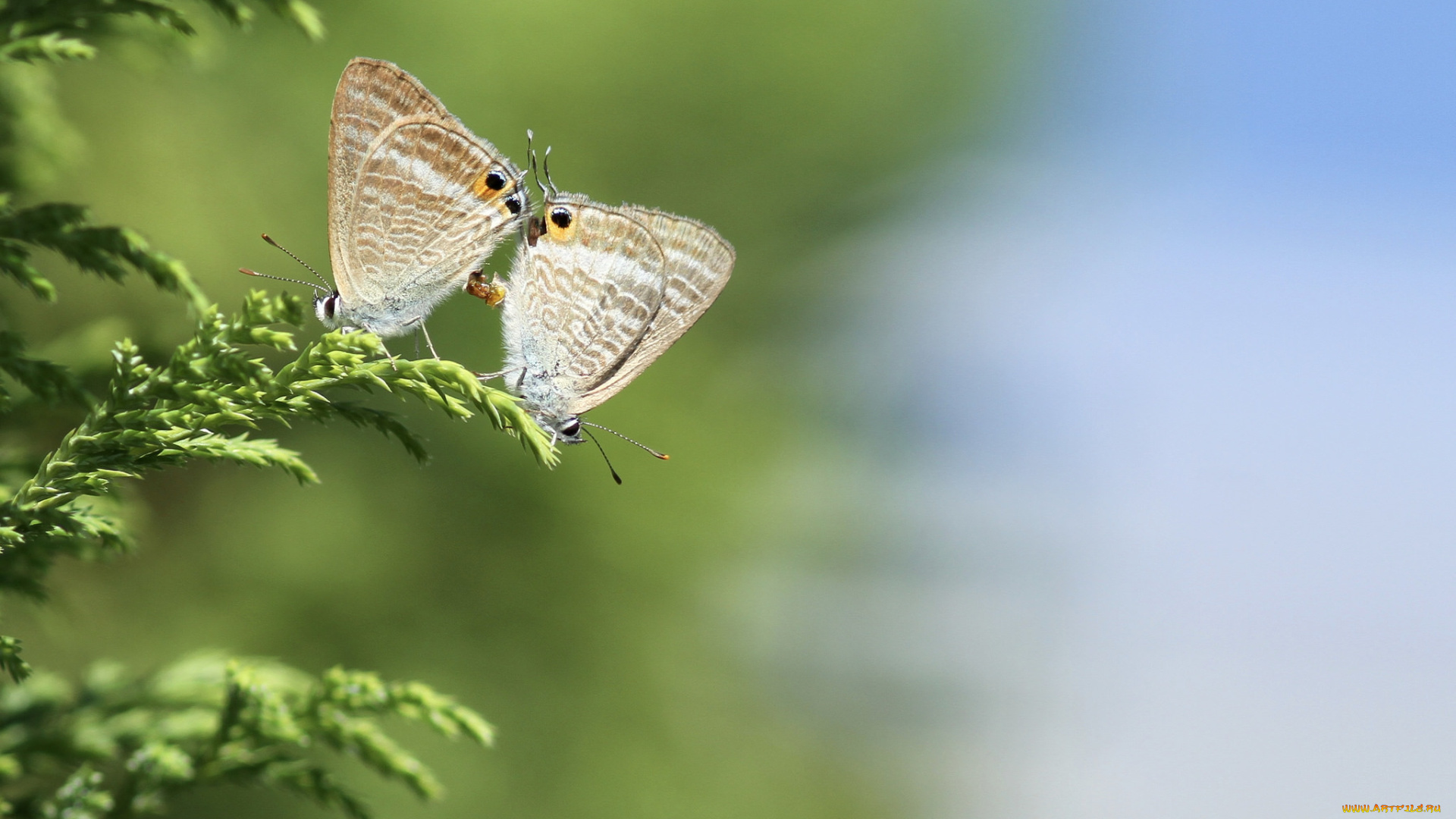 животные, бабочки, , мотыльки, , моли, пара, трава, макро, природа