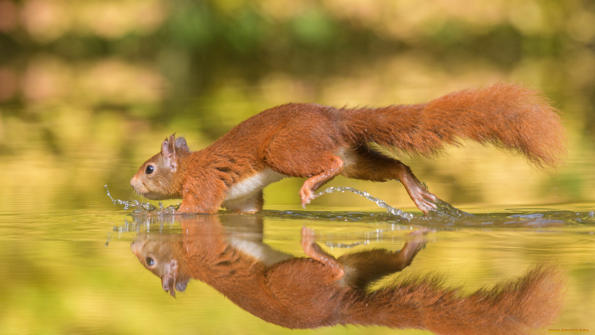 животные, белки, брызги, вода, животное, белка, бег