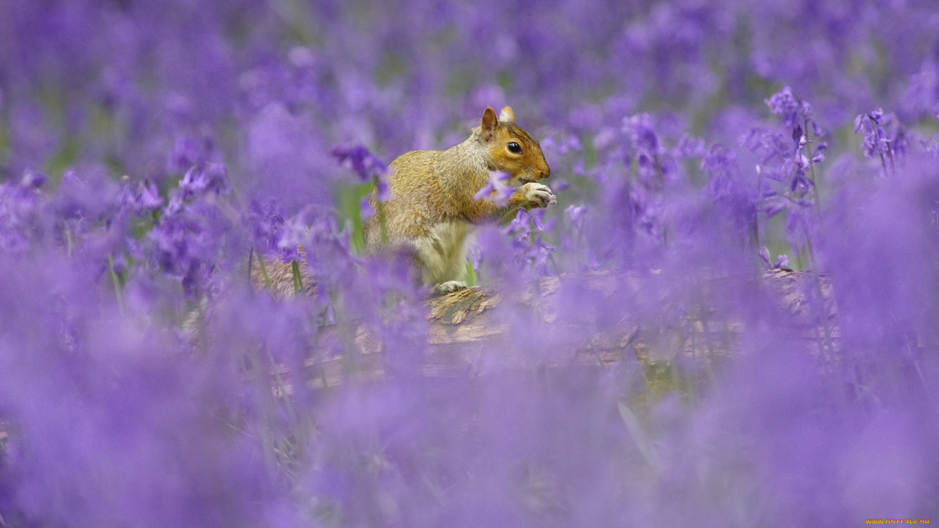 животные, белки, поле, цветы, хвостик, милашка, лапки, ушка, белка, природа