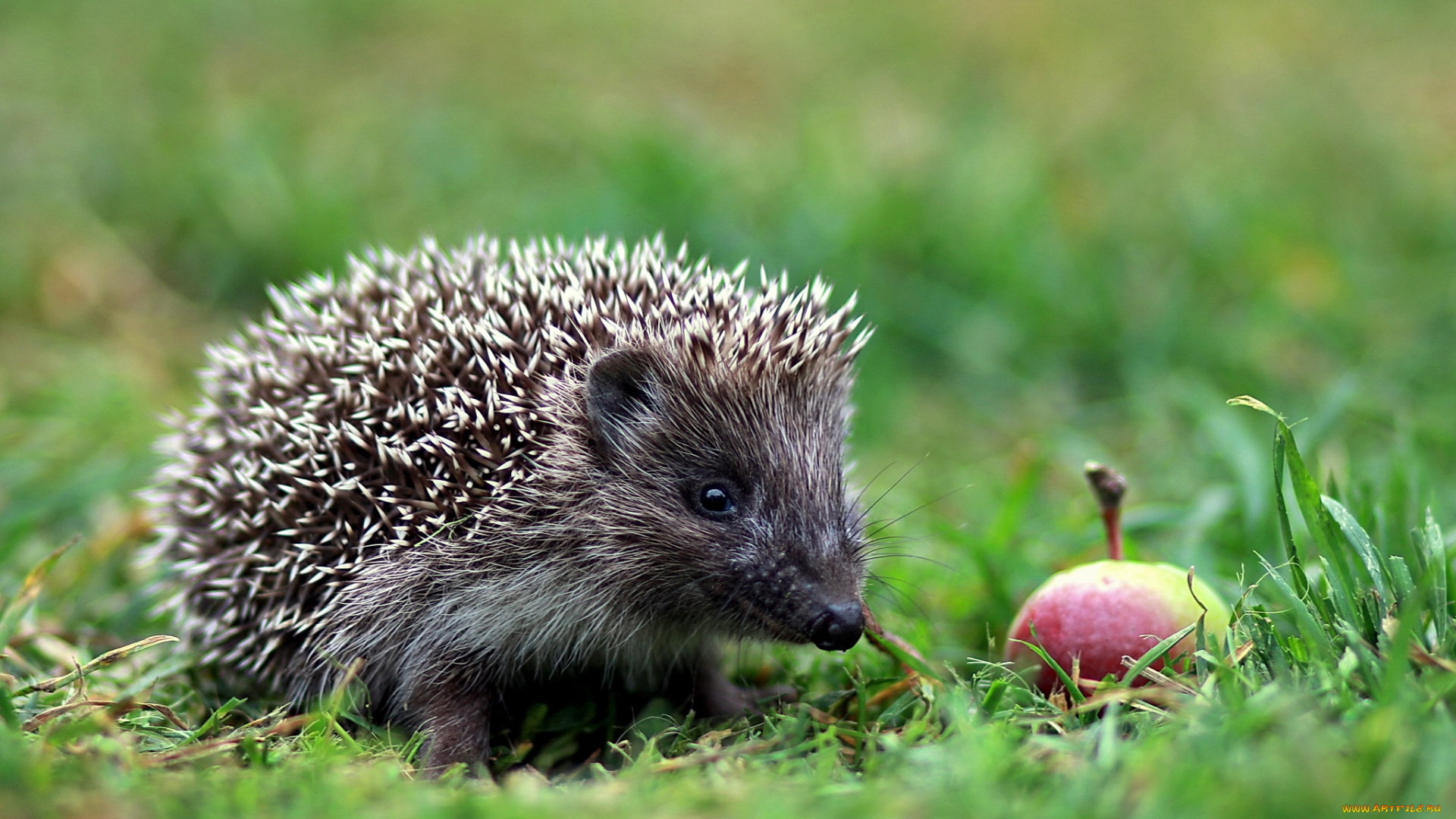 животные, ежи, анималистика, вечер, дача, еж, июль, лес, лето, лужайка, поляна, природа, прогулка, репортаж, фотоохота, яблоко
