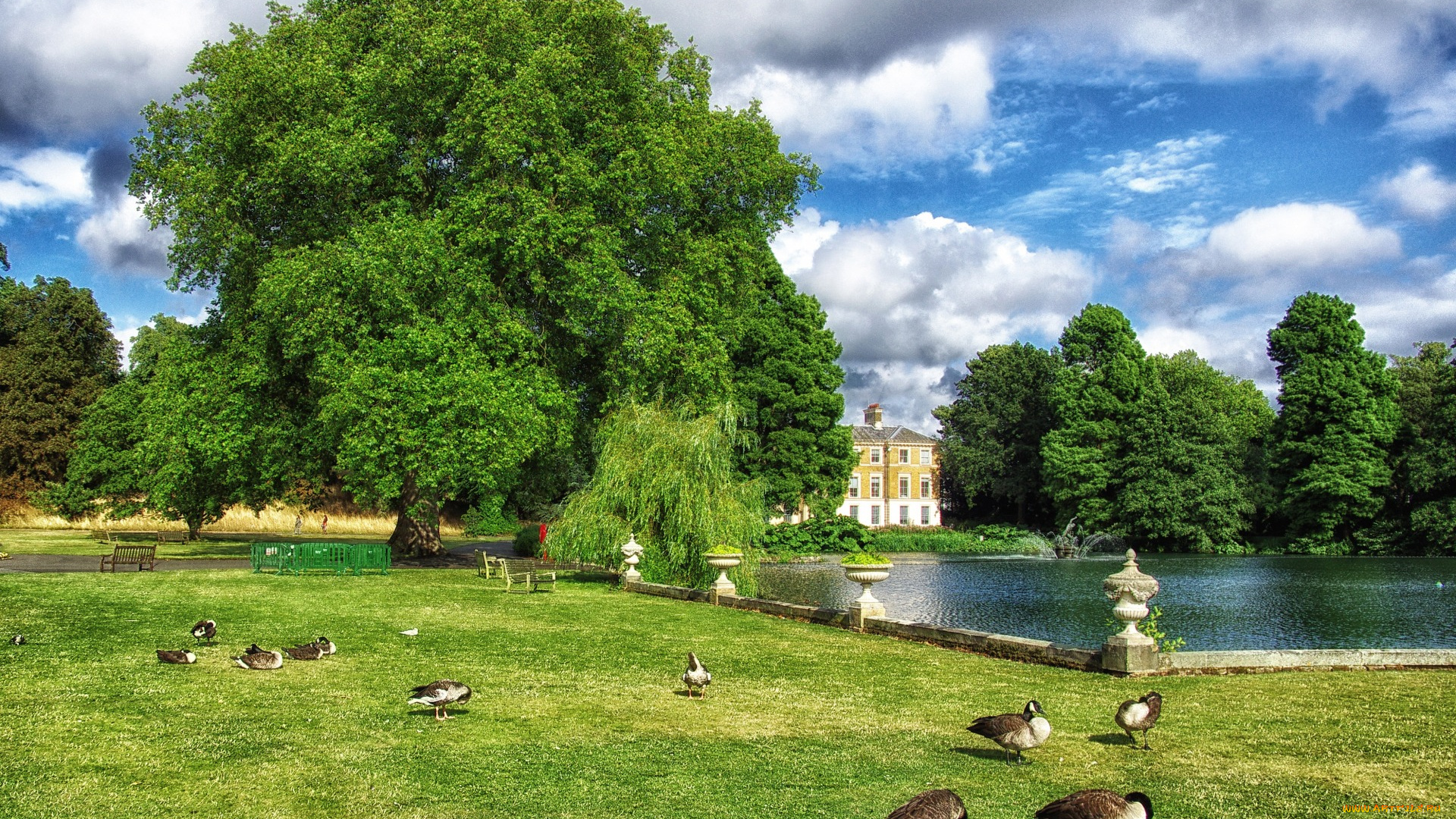 животные, гуси, трава, пруд, облака, газон, зелень, птицы, небо, утки, скамейки, деревья
