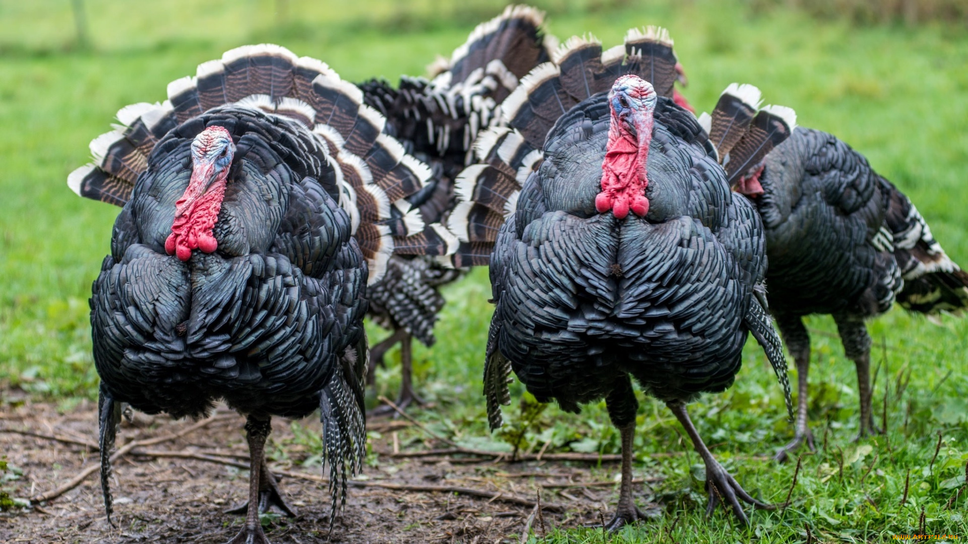 животные, индюки, растения