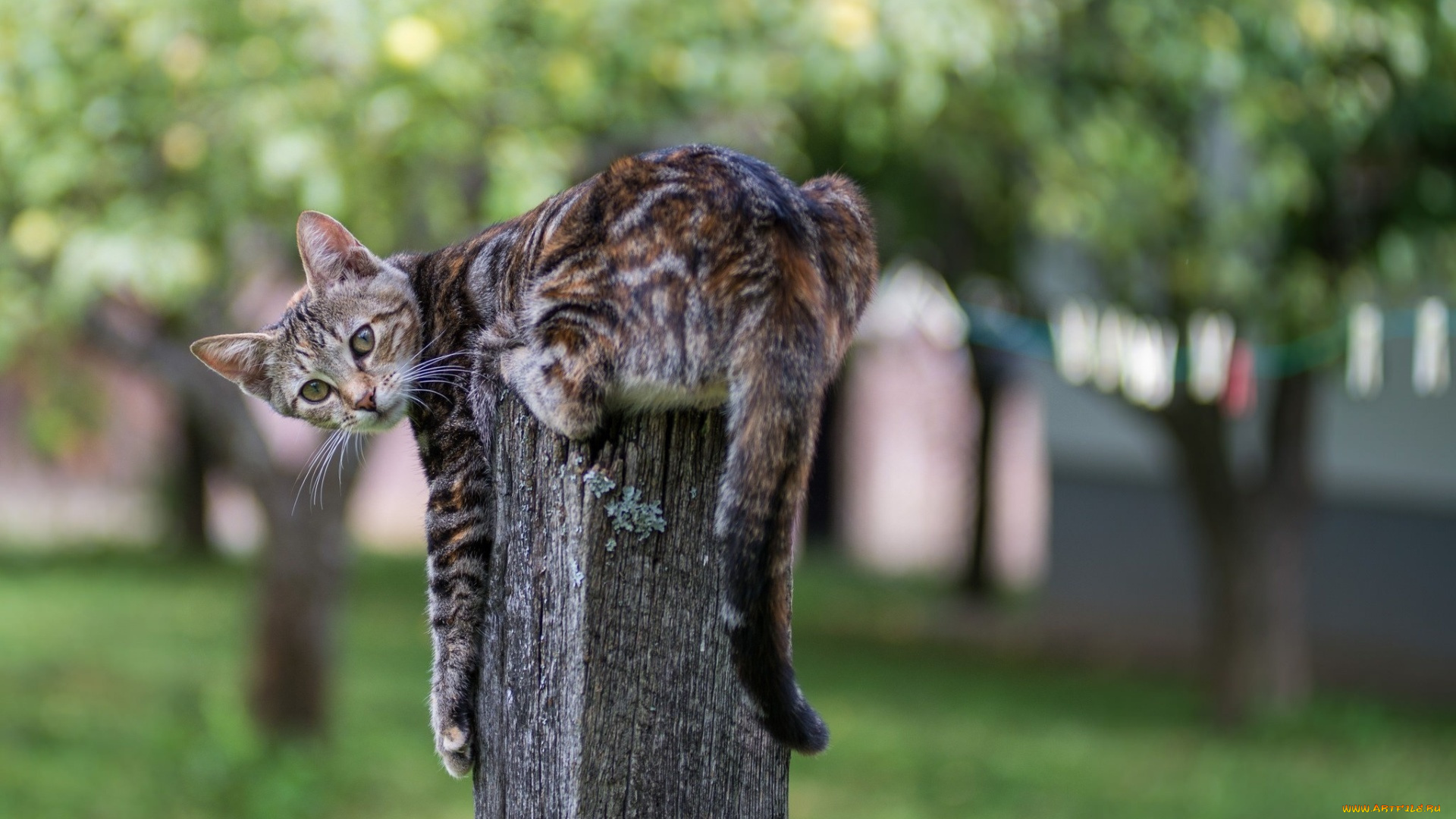 животные, коты, взгляд, столб