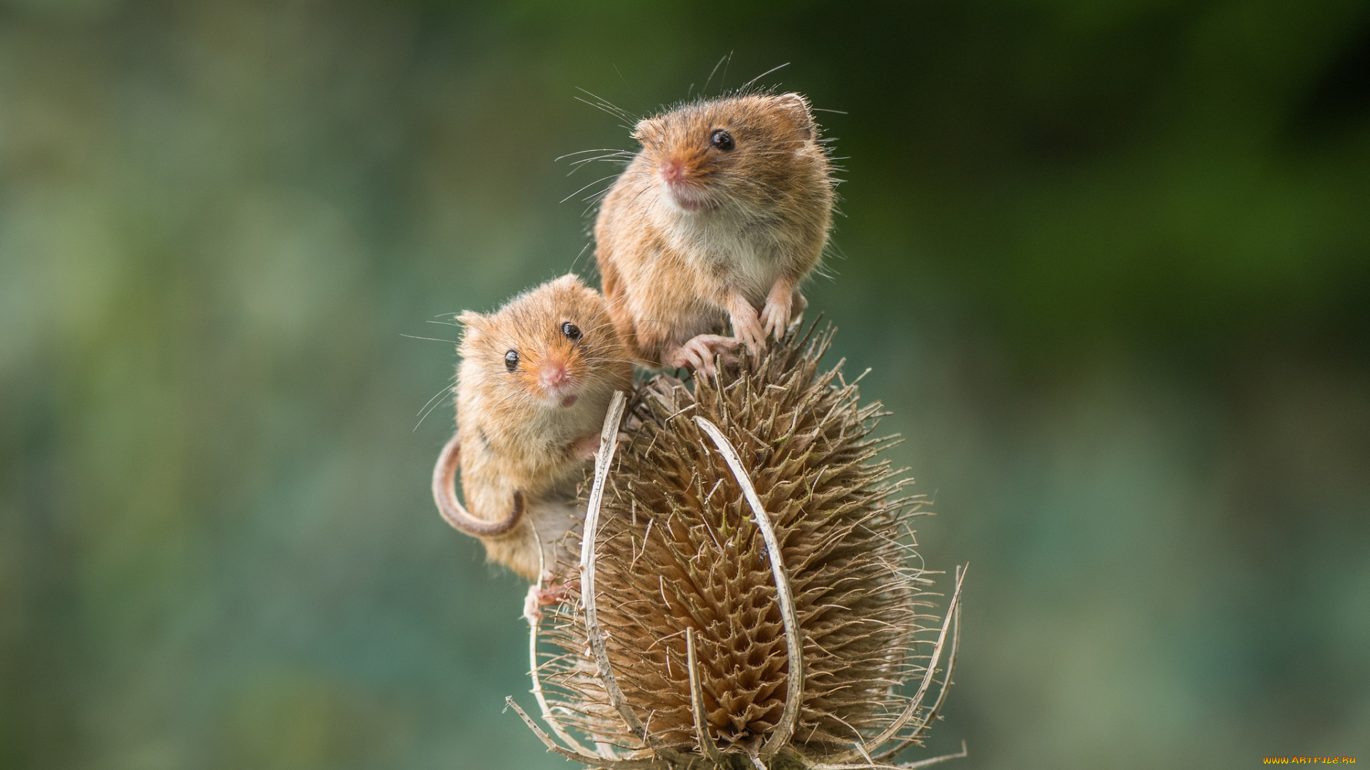 животные, крысы, , мыши, мышка