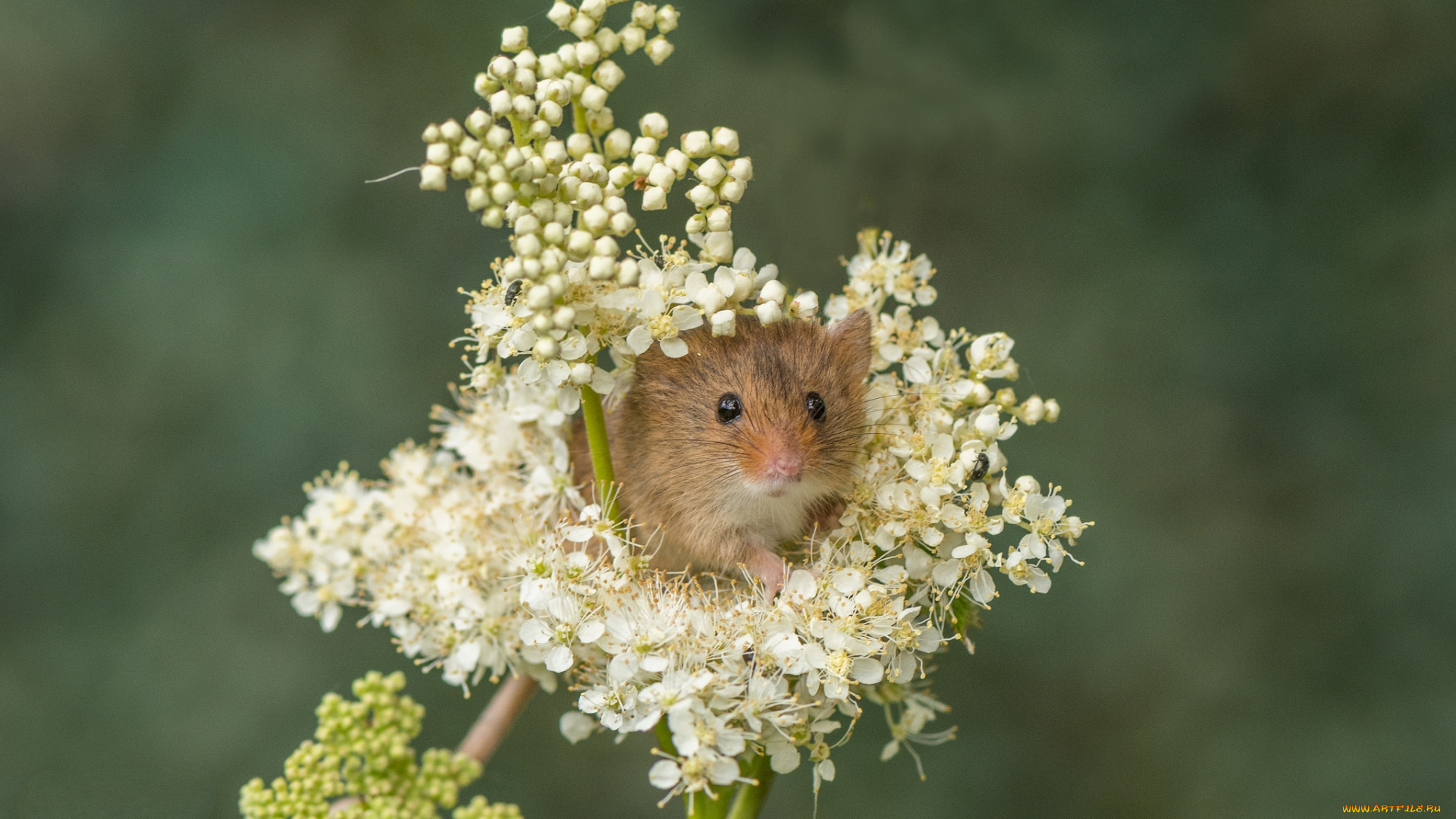 животные, крысы, , мыши, мышка