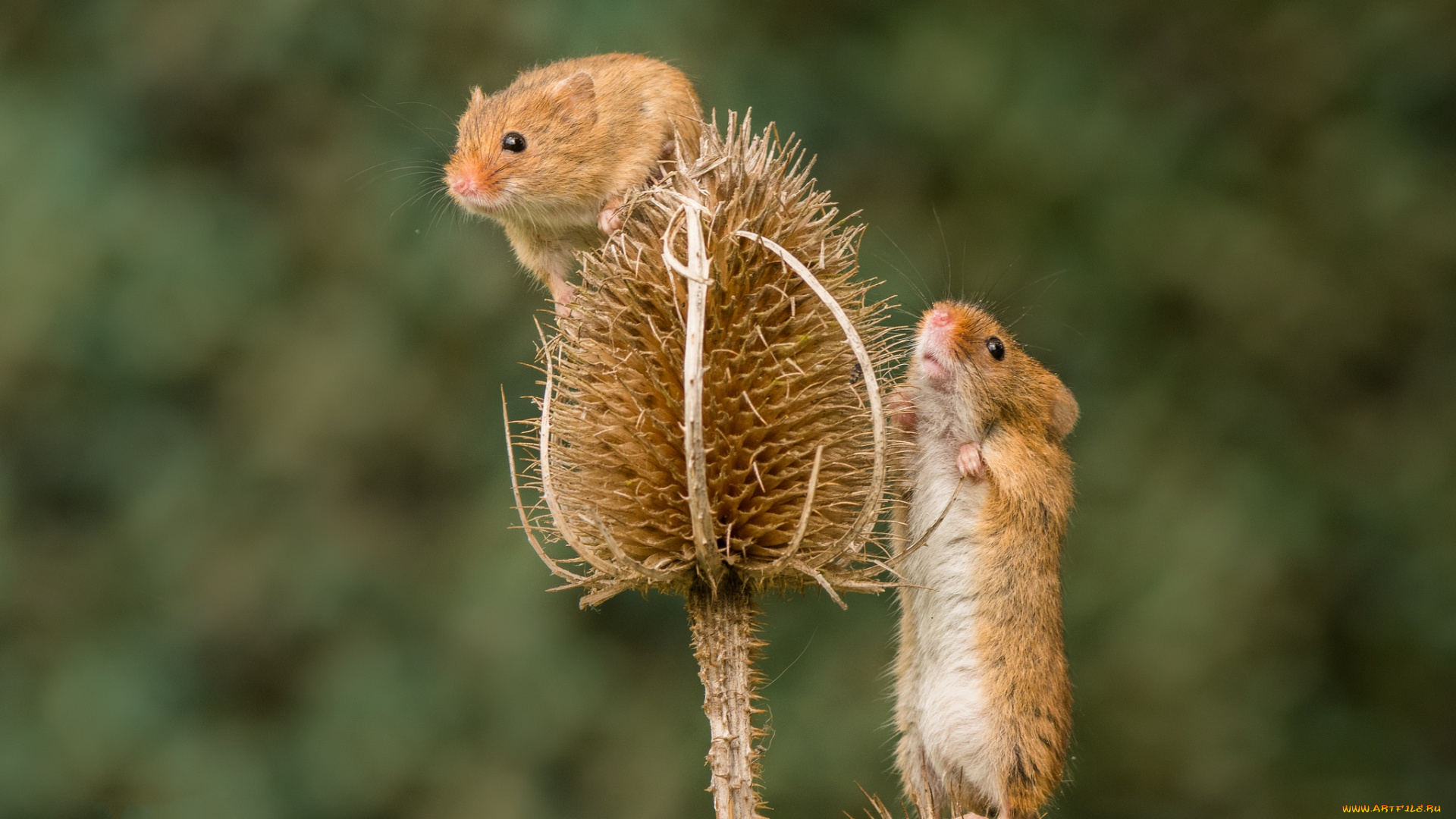 животные, крысы, , мыши, мышка