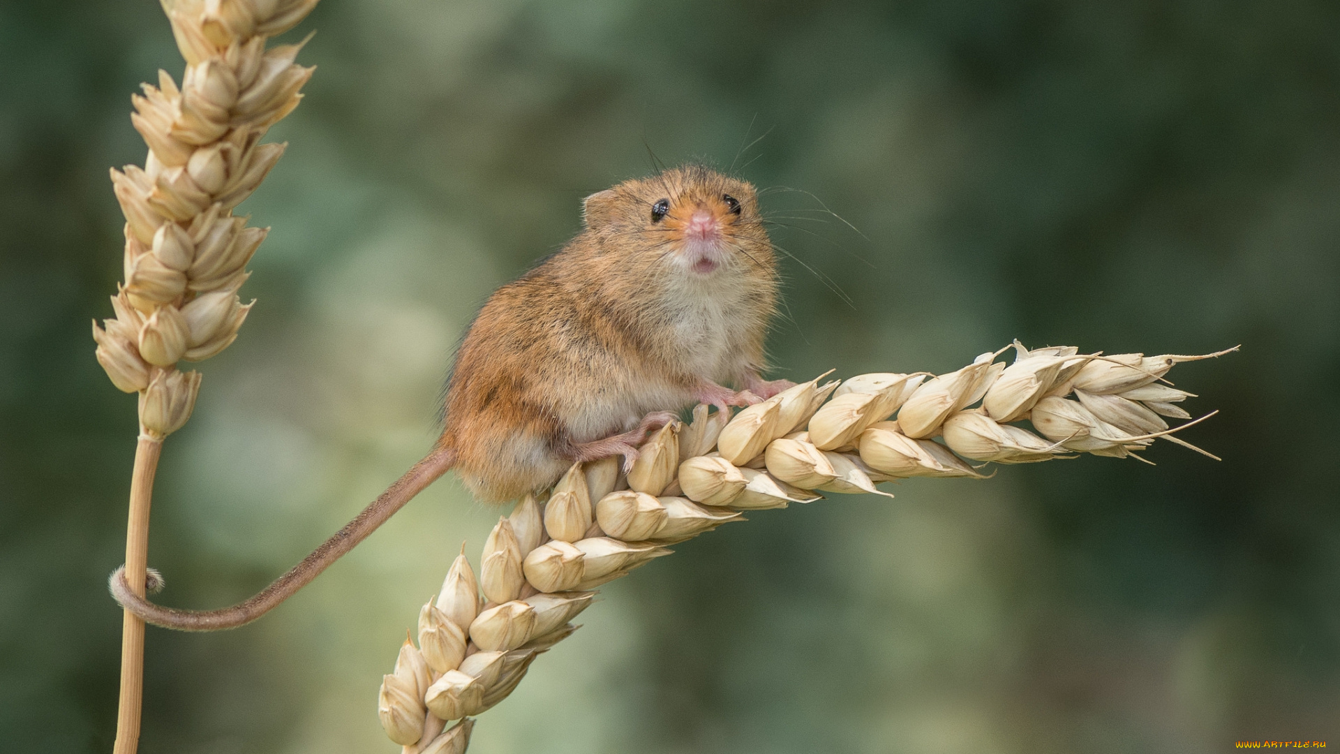 животные, крысы, , мыши, мышка