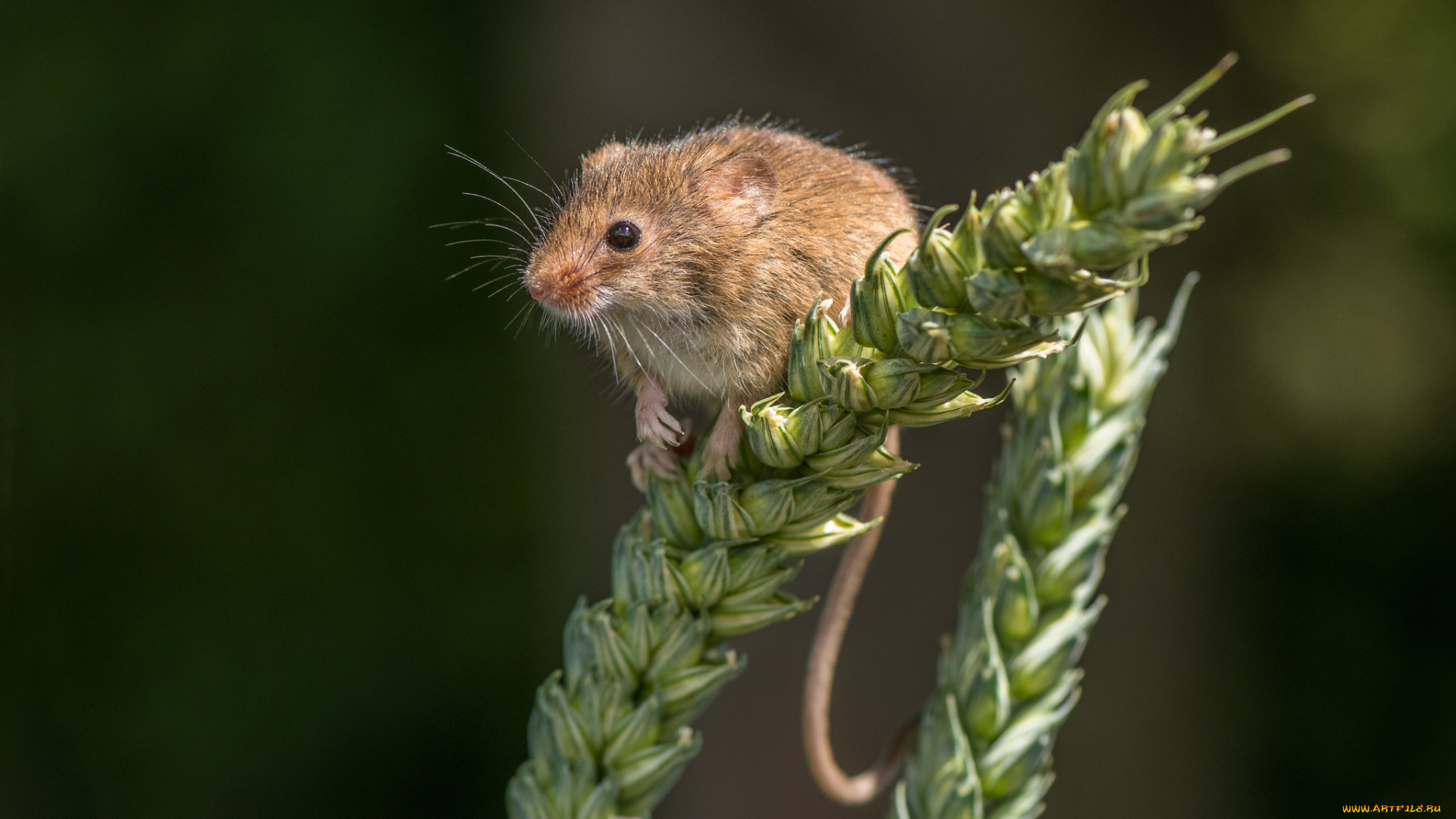 животные, крысы, , мыши, мышка