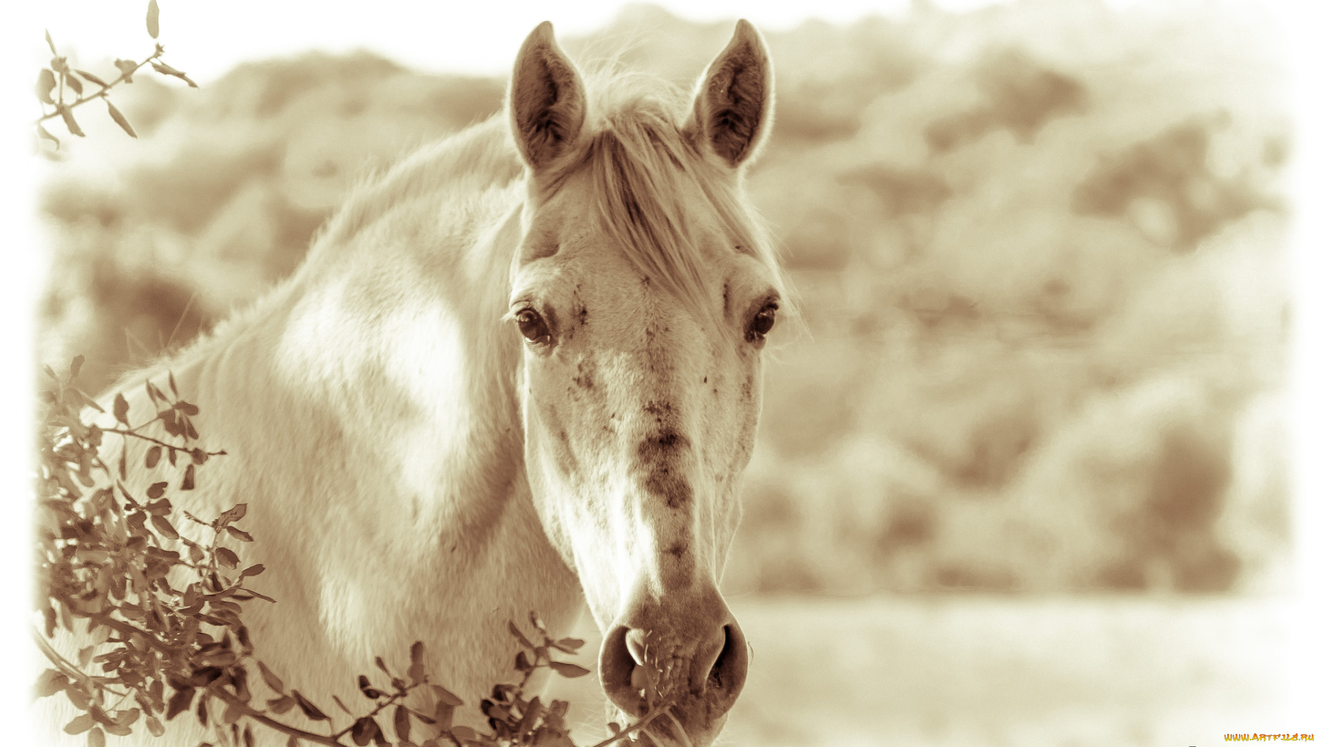 животные, лошади, лошадь