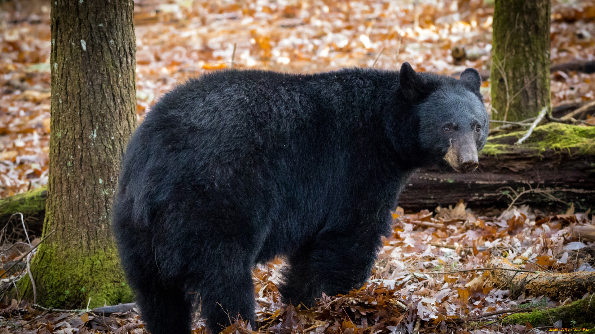 животные, медведи, большой, животное, медведь, шерсть, мишка