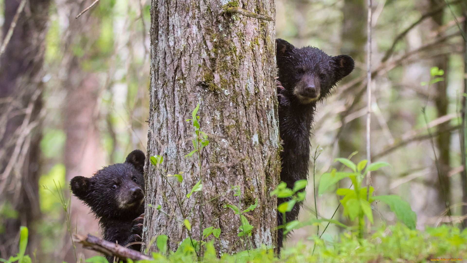 животные, медведи, лес, прятки, малыши, дерево, природа