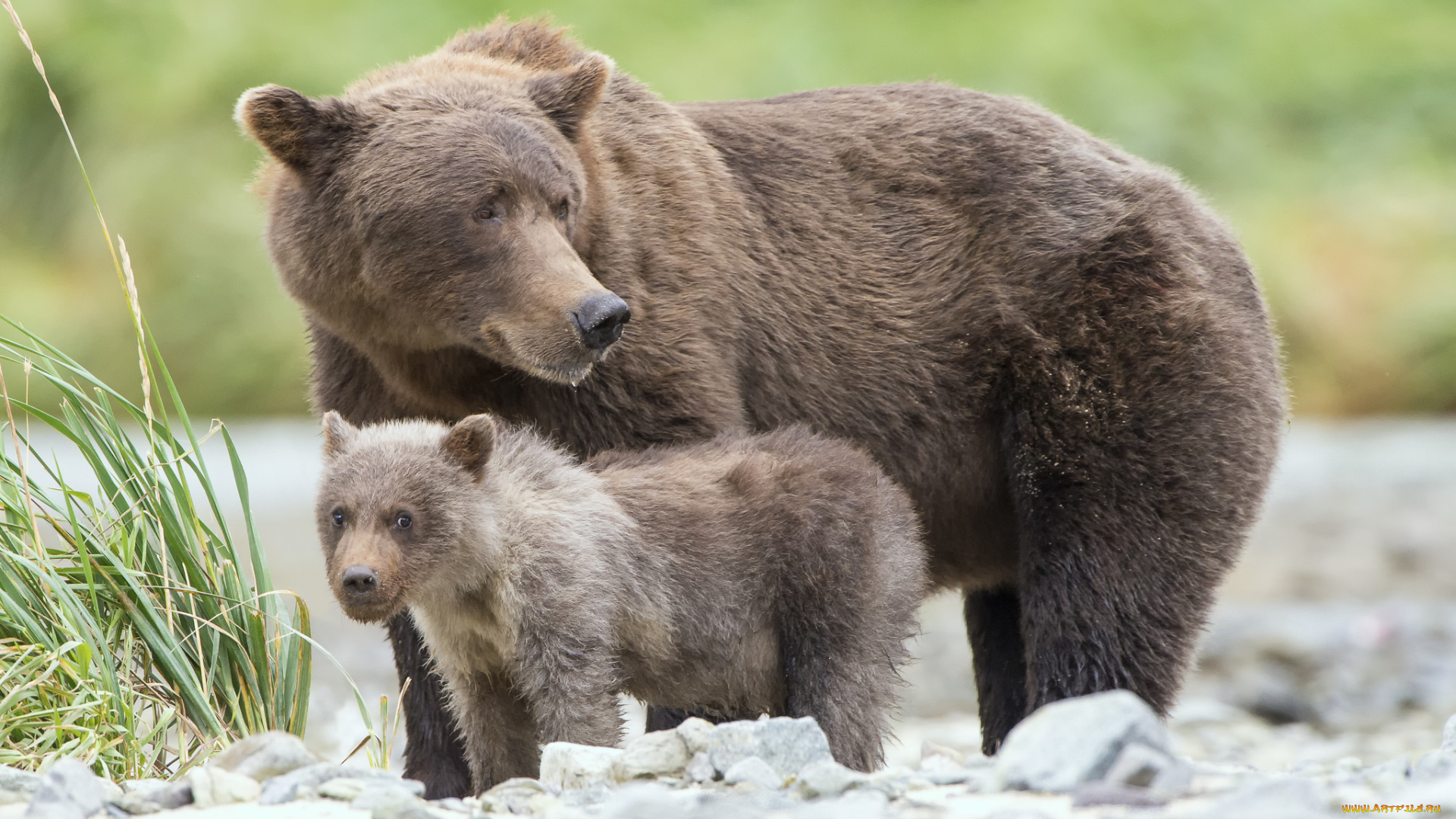 животные, медведи, малыш, мама, трава, природа