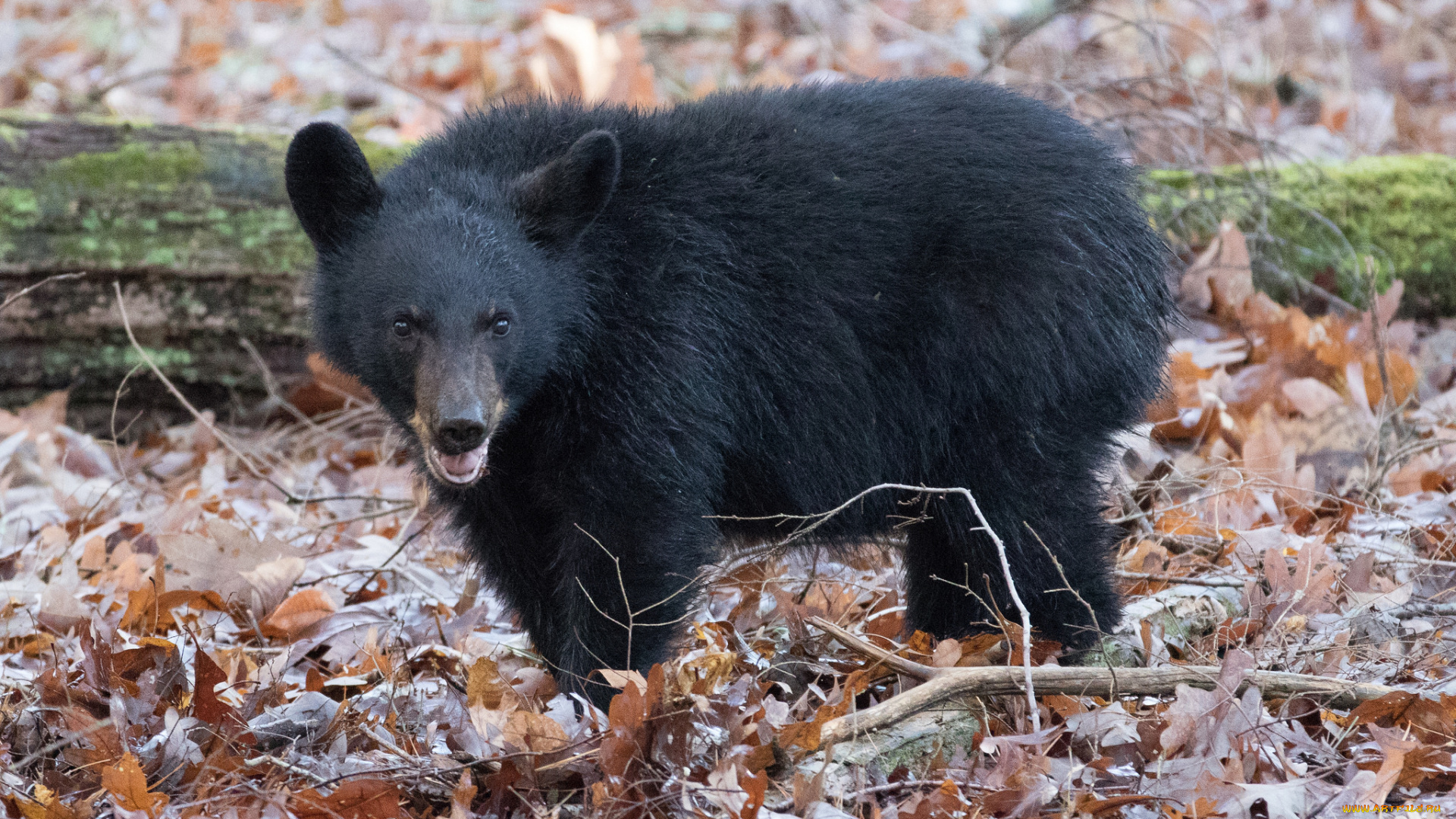 животные, медведи, мишка, медведь, животное, шерсть, большой