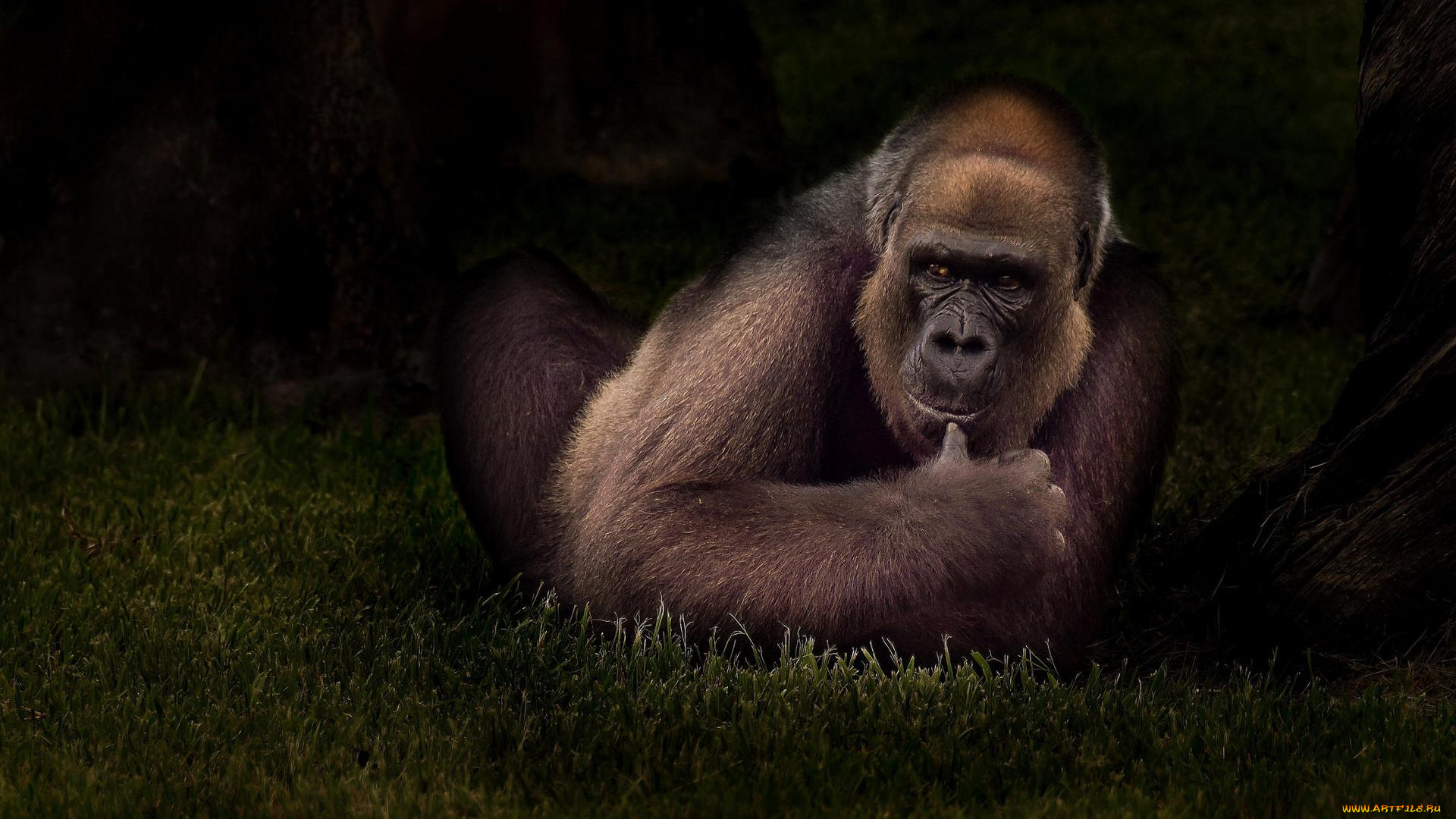 животные, обезьяны, обезьяна, орангутанг, животное