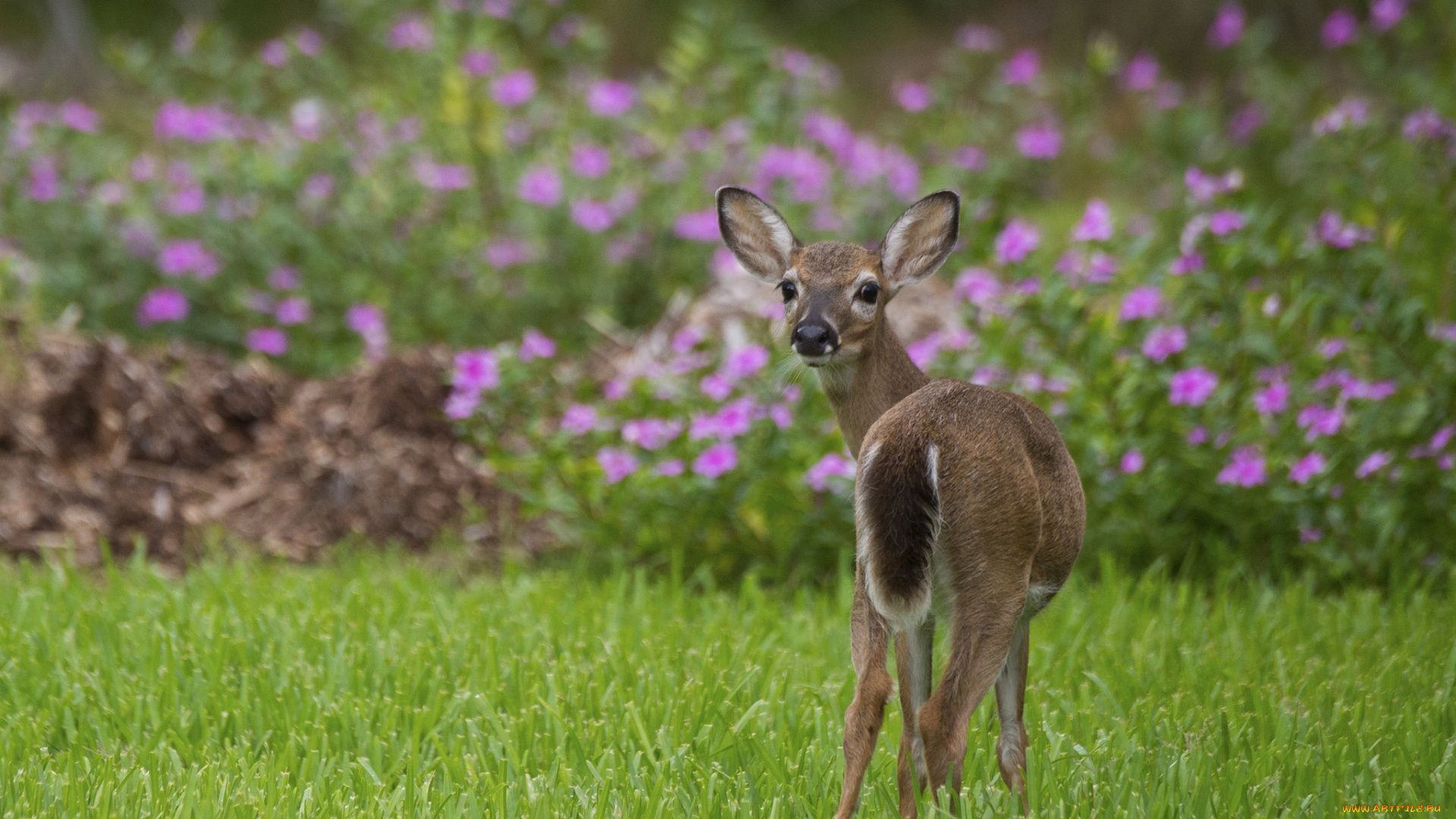 животные, олени, цветы, большой, олень, природа, трава, окрас, шерсть