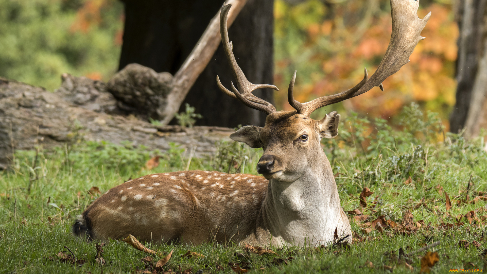 животные, олени, рога