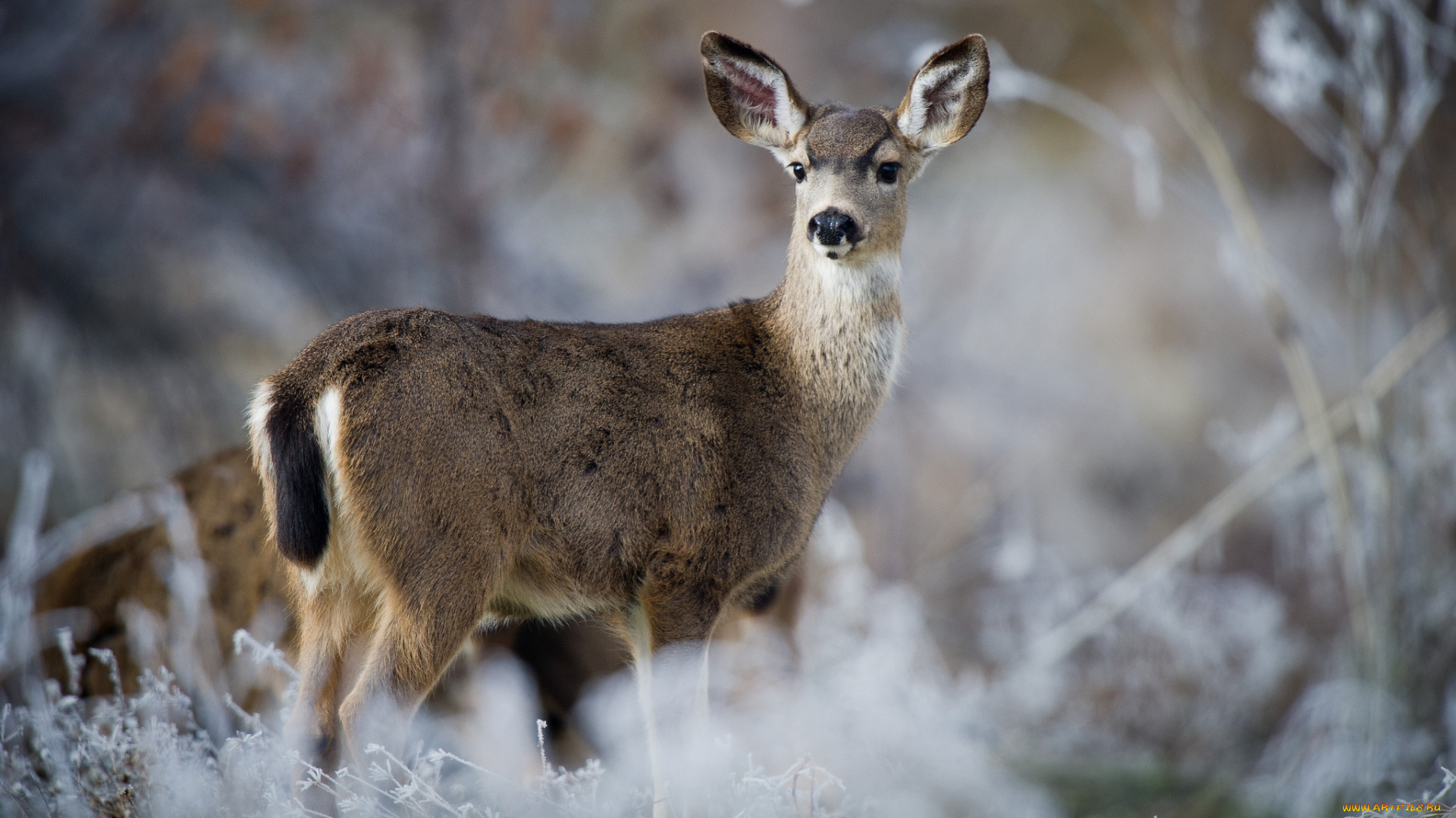 животные, олени, взгляд