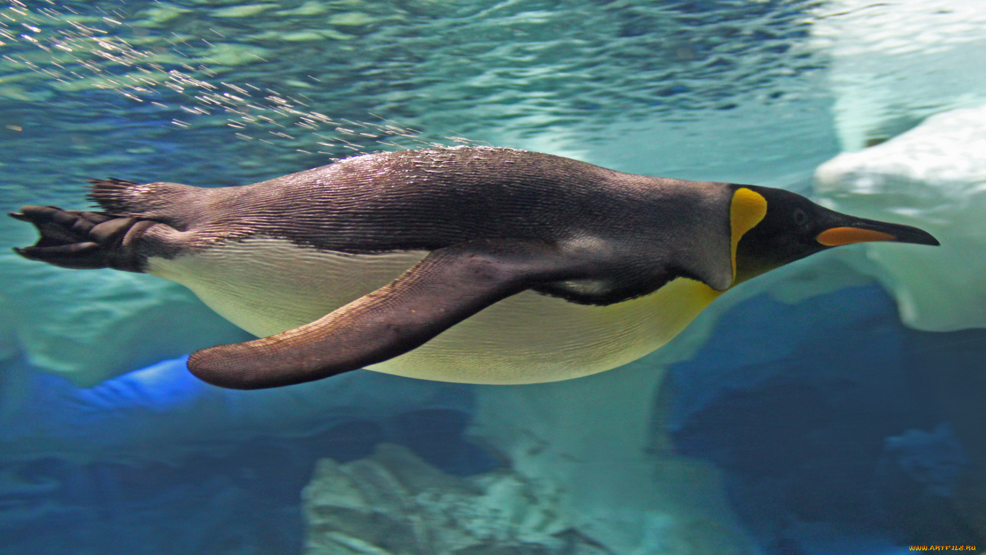 животные, пингвины, антарктика