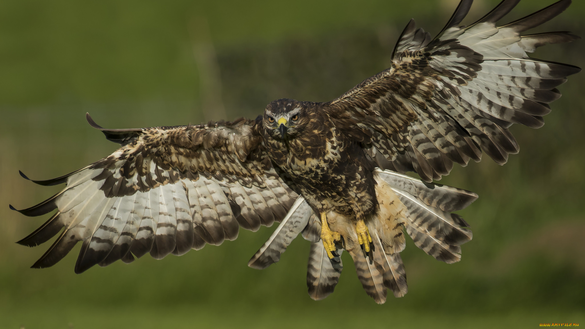 животные, птицы, -, хищники, птица