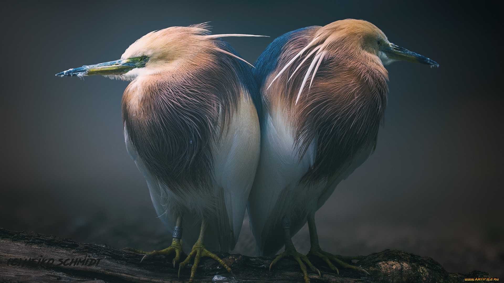 животные, птицы, бревно, сон, пара