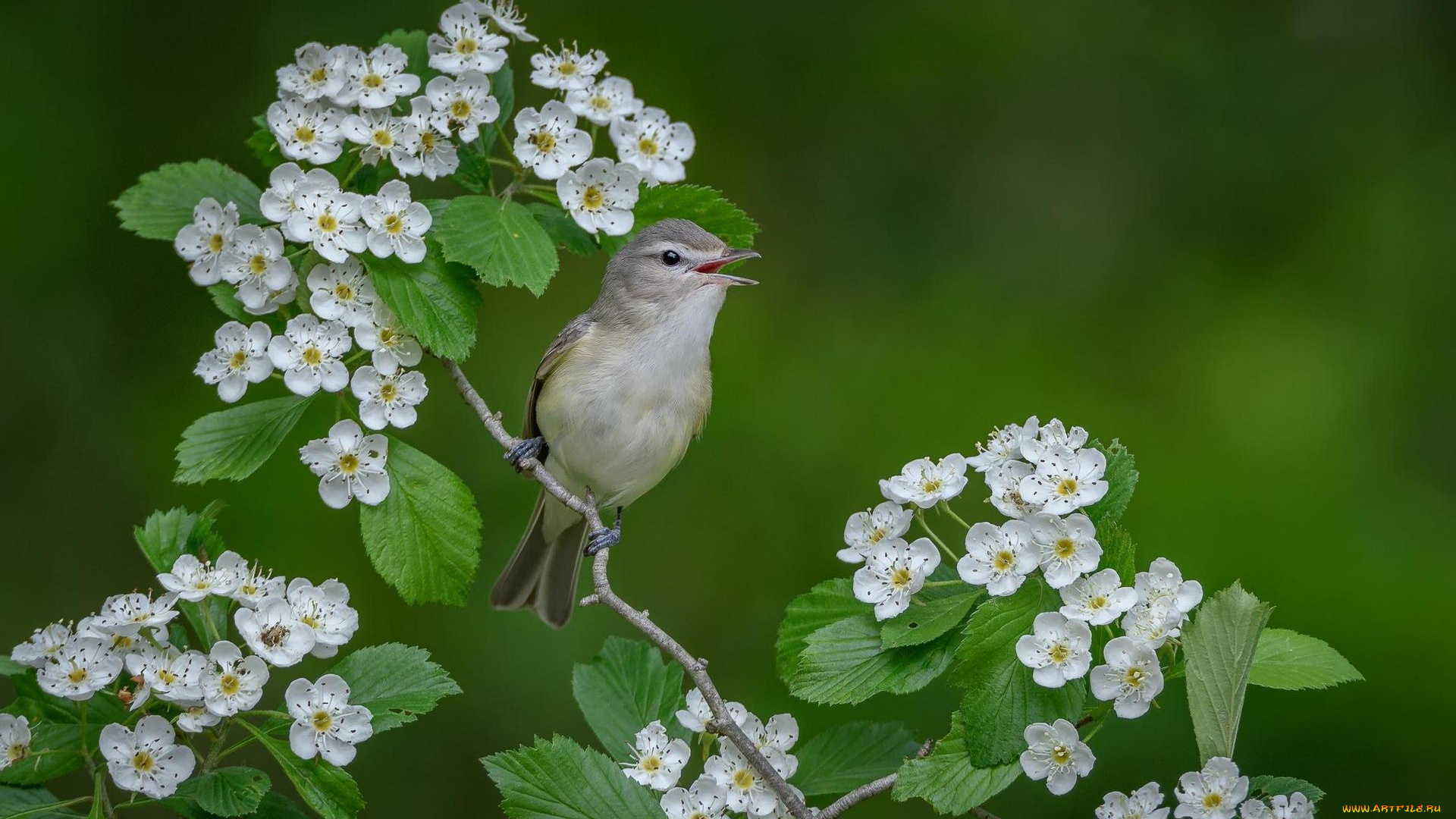 животные, птицы, птица, на, ветке, цветы, поющий, виреон