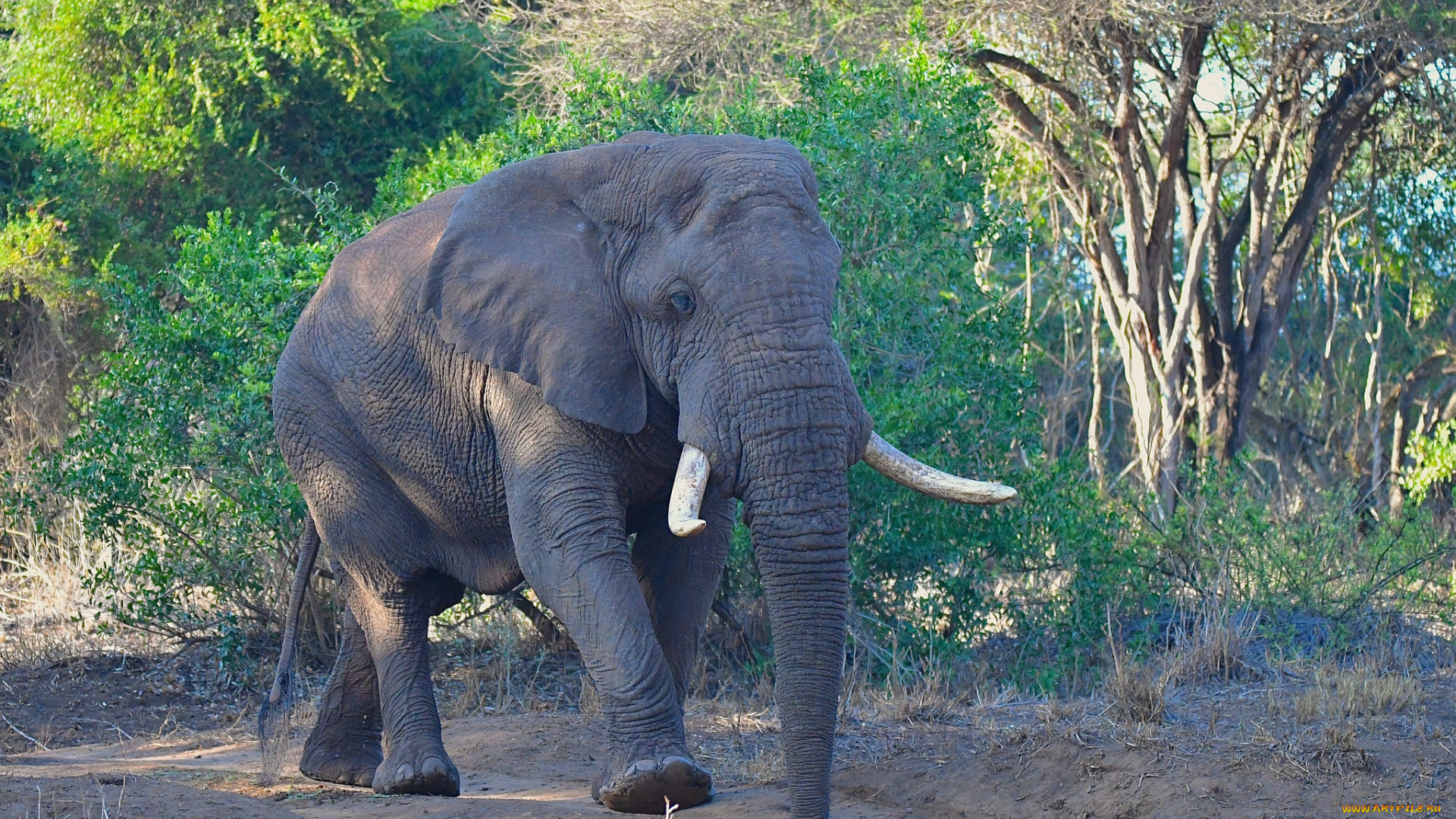 животные, слоны, африка, саванна