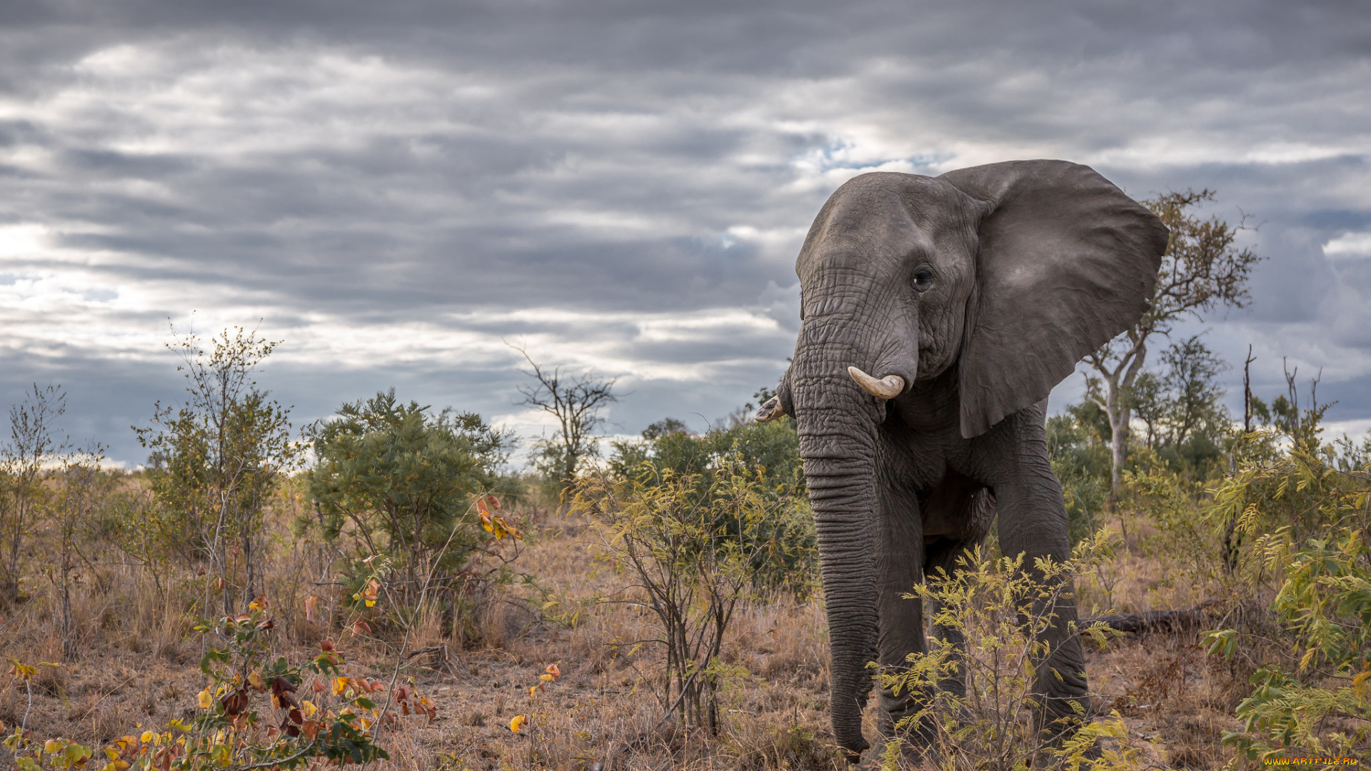 животные, слоны, саванна, африка