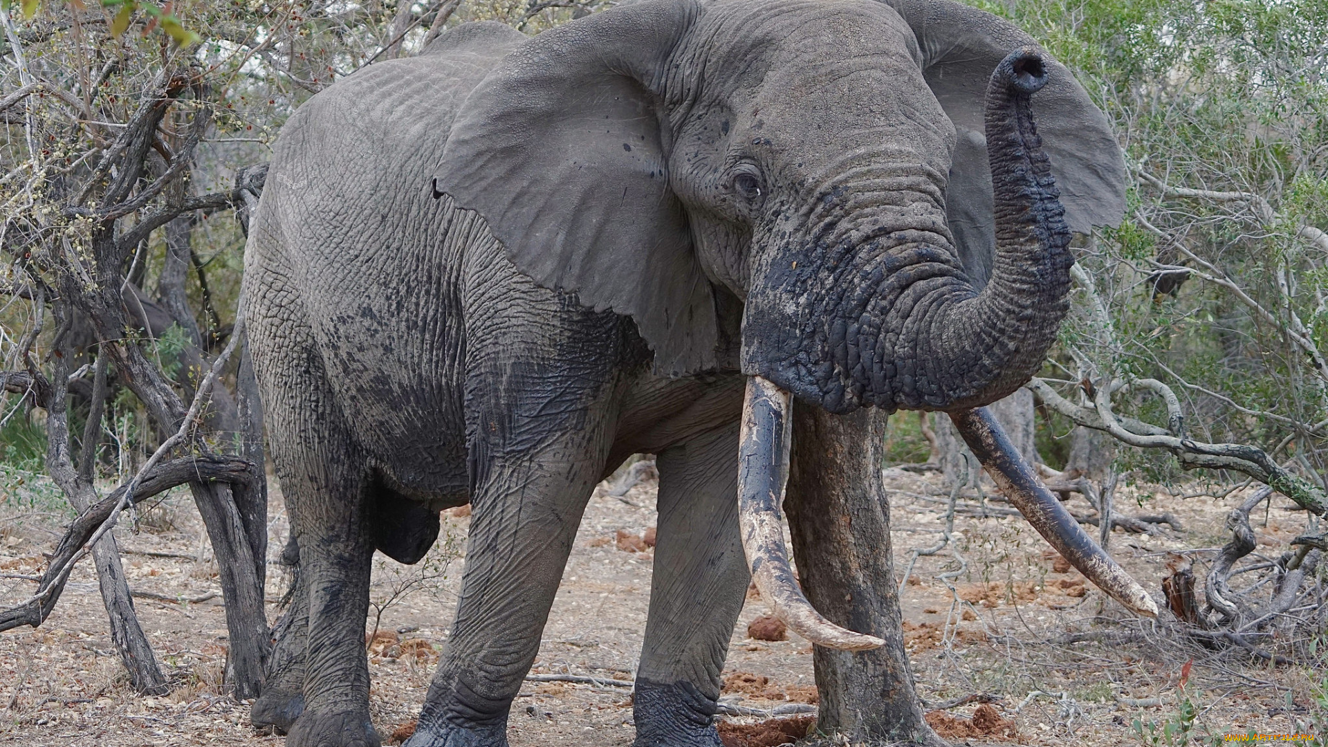 животные, слоны, саванна, африка