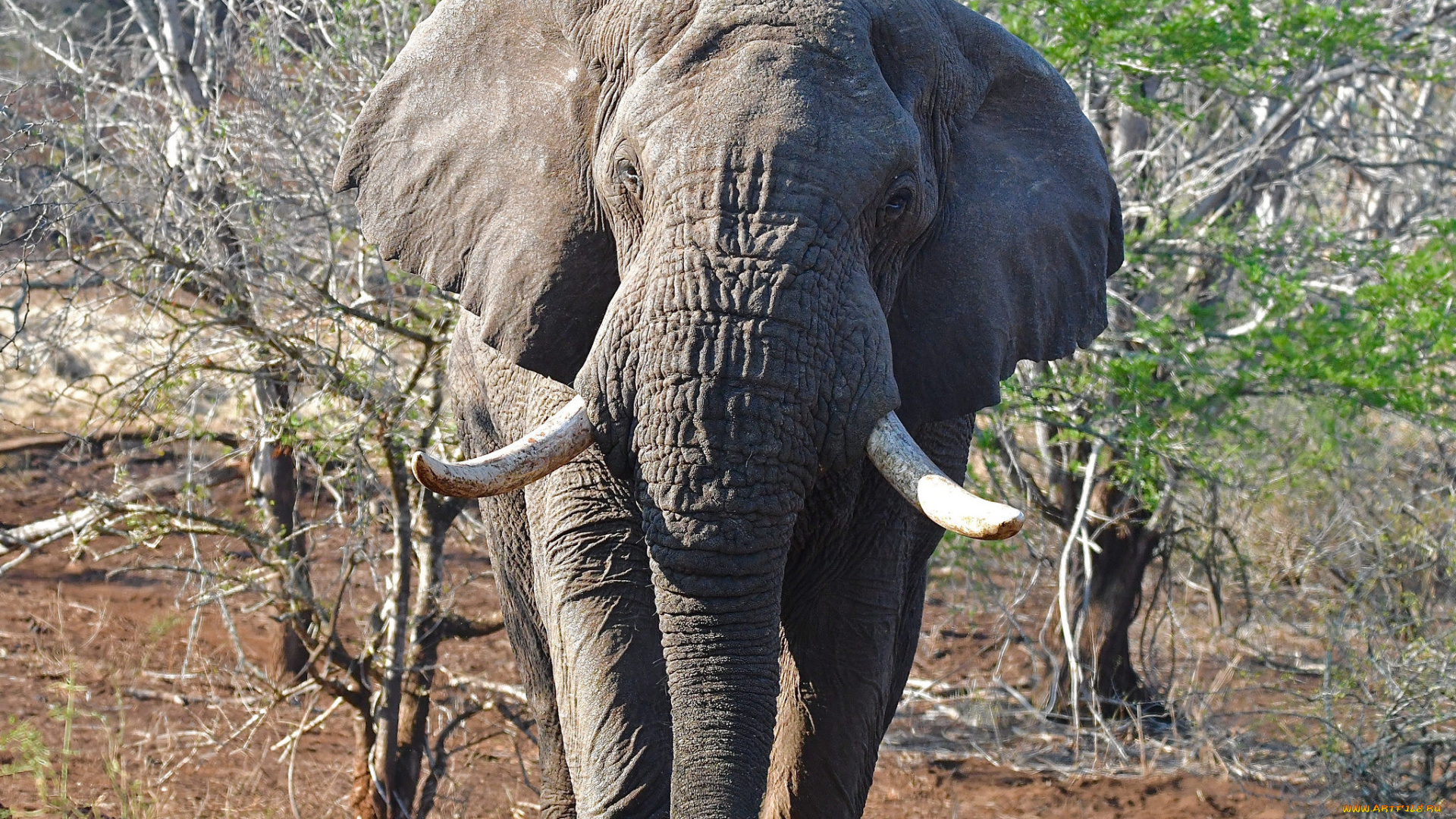животные, слоны, саванна, африка