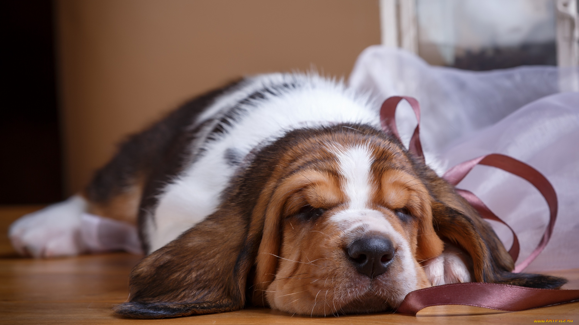 животные, собаки, фон, ткань, пес, щенок