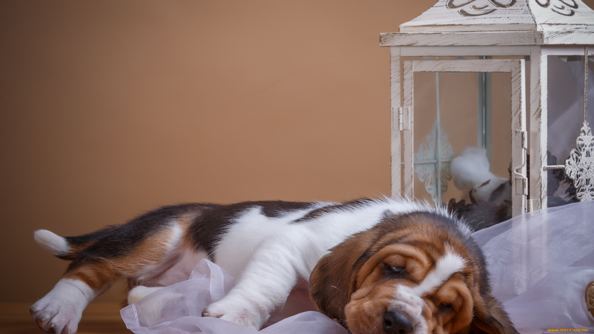 животные, собаки, пес, щенок, фон, ткань