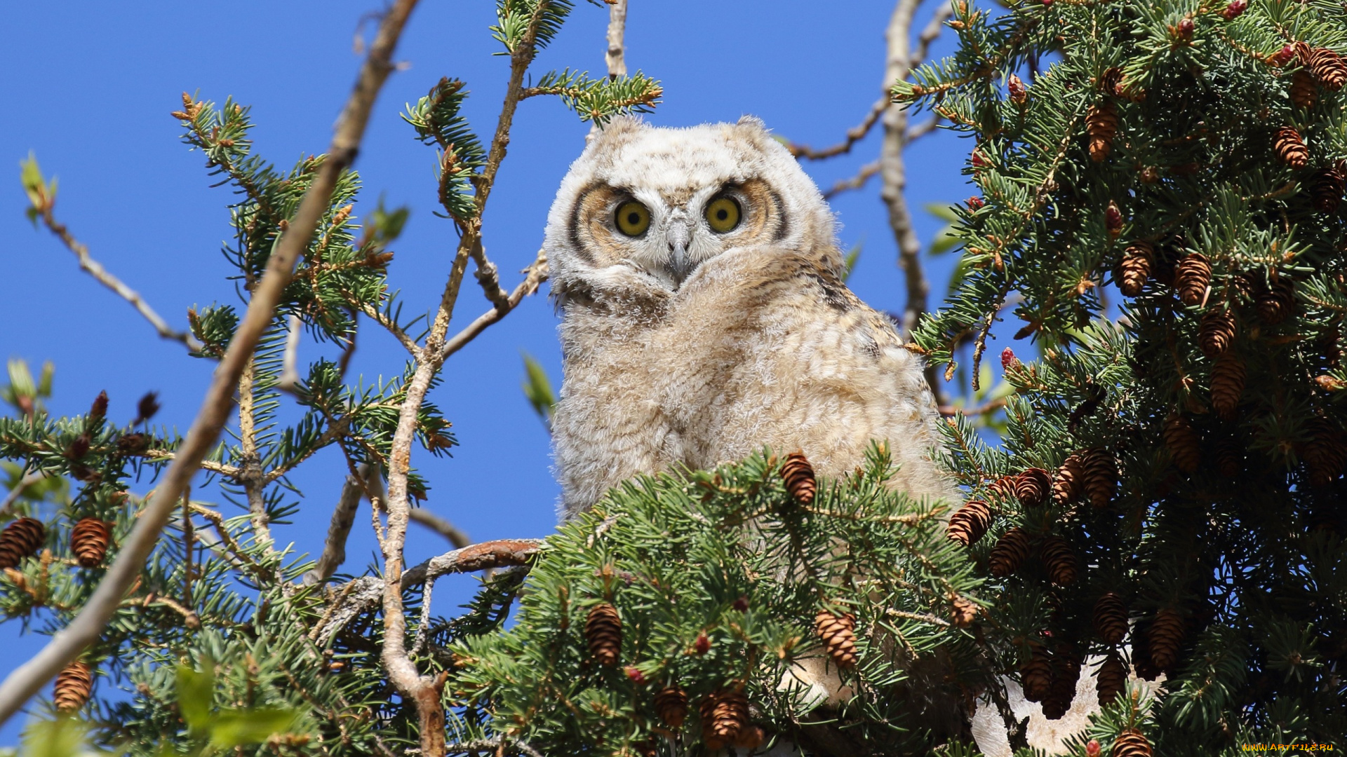 животные, совы, ветки, белая, шишки, природа, сова, хвоя, солнце, небо