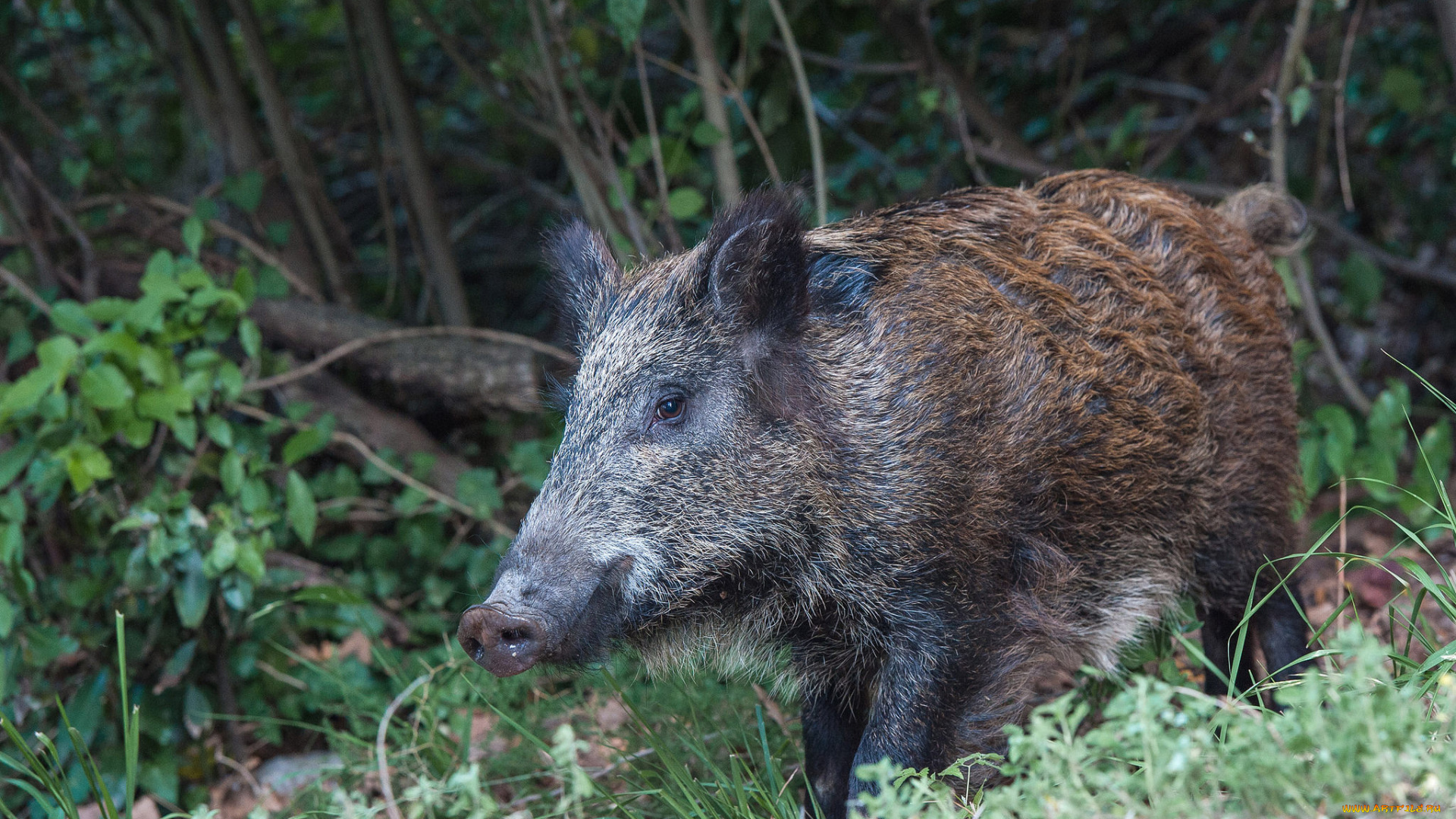 животные, свиньи, , кабаны, вепрь