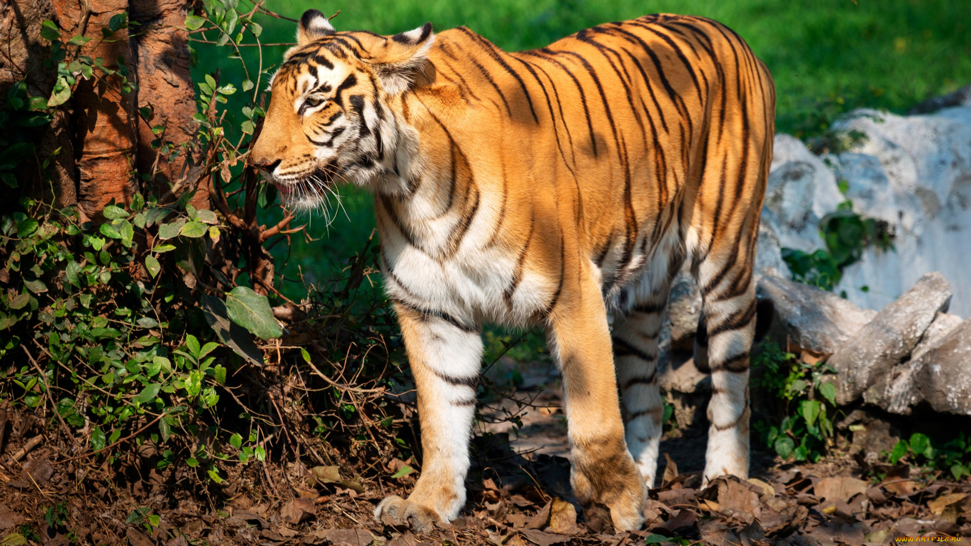 животные, тигры, листья, ветки, хищник, полосатый, деревья, камни, зелень, тигр, трава, солнце