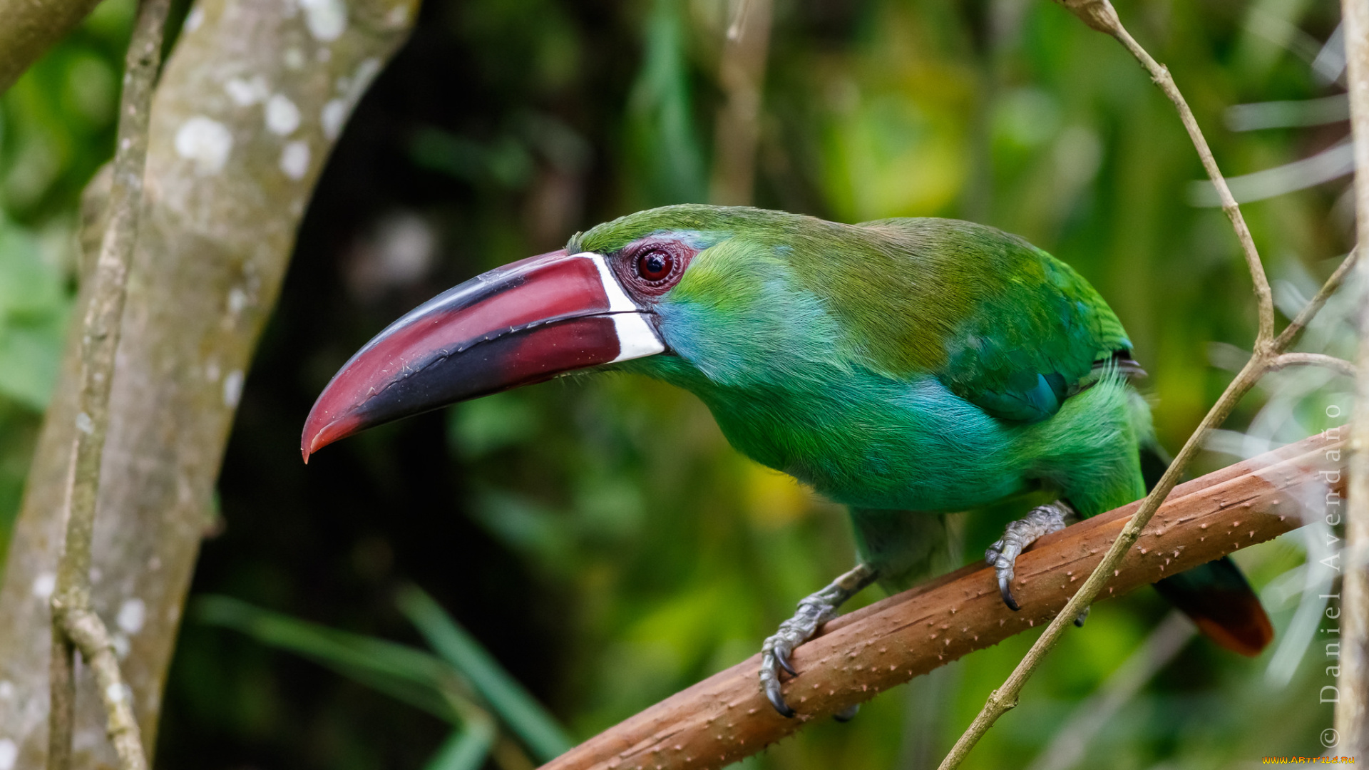 животные, туканы, тукан