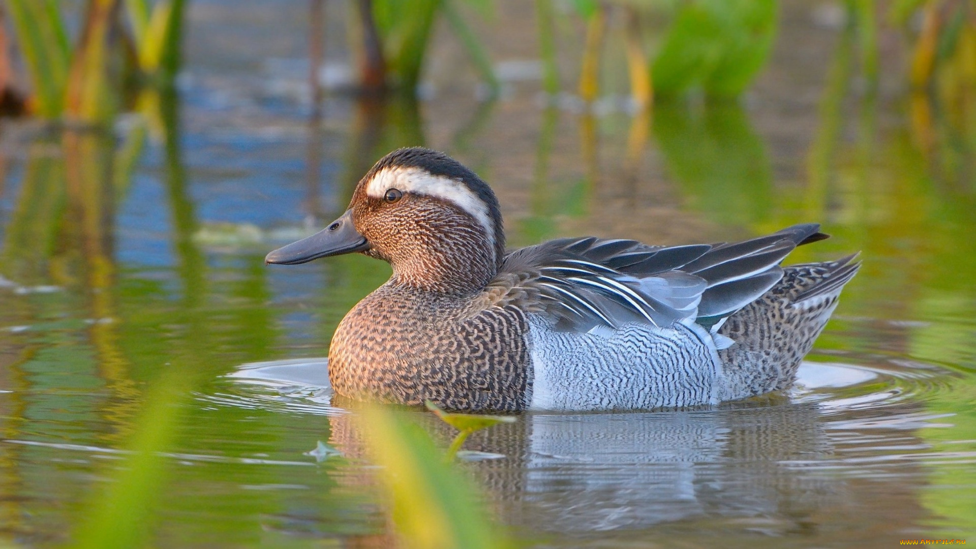 животные, утки, взгляд, растения