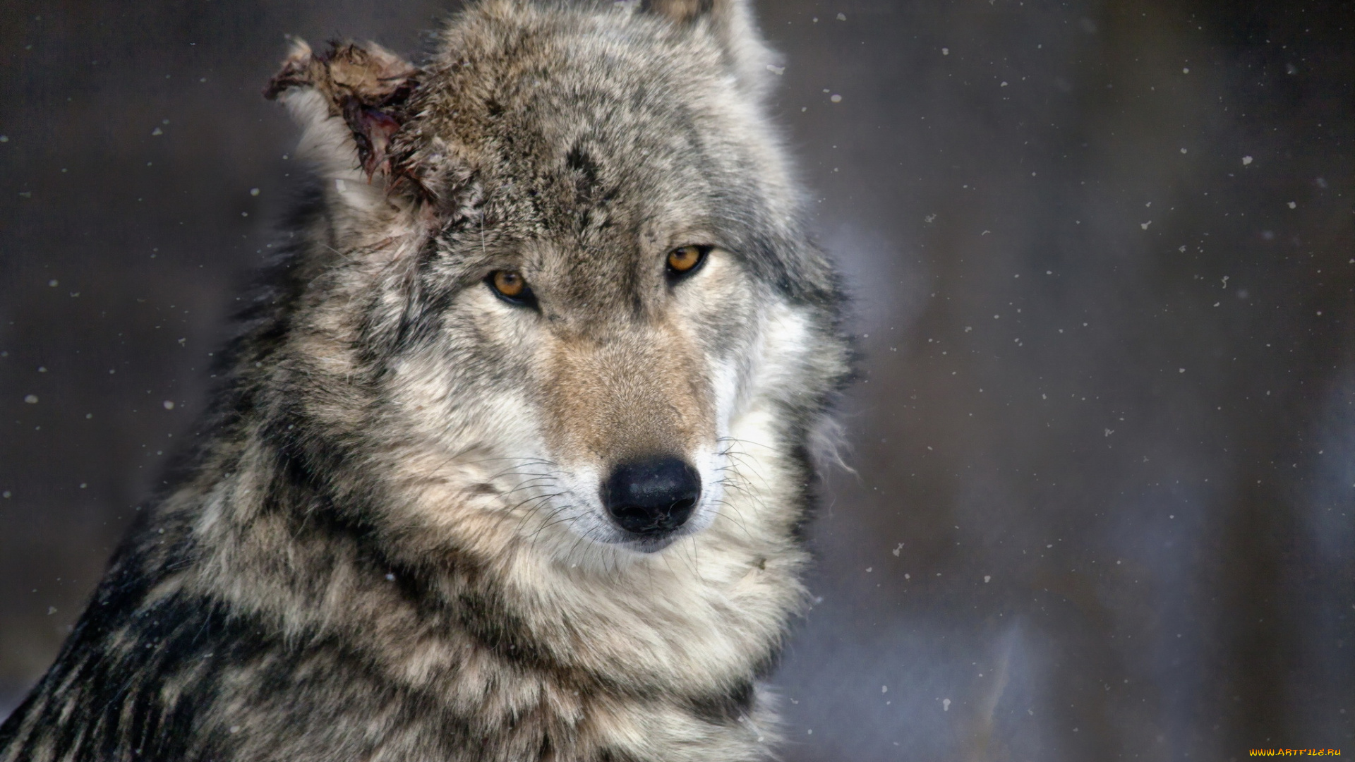 животные, волки, , койоты, , шакалы, природа, лес, волк