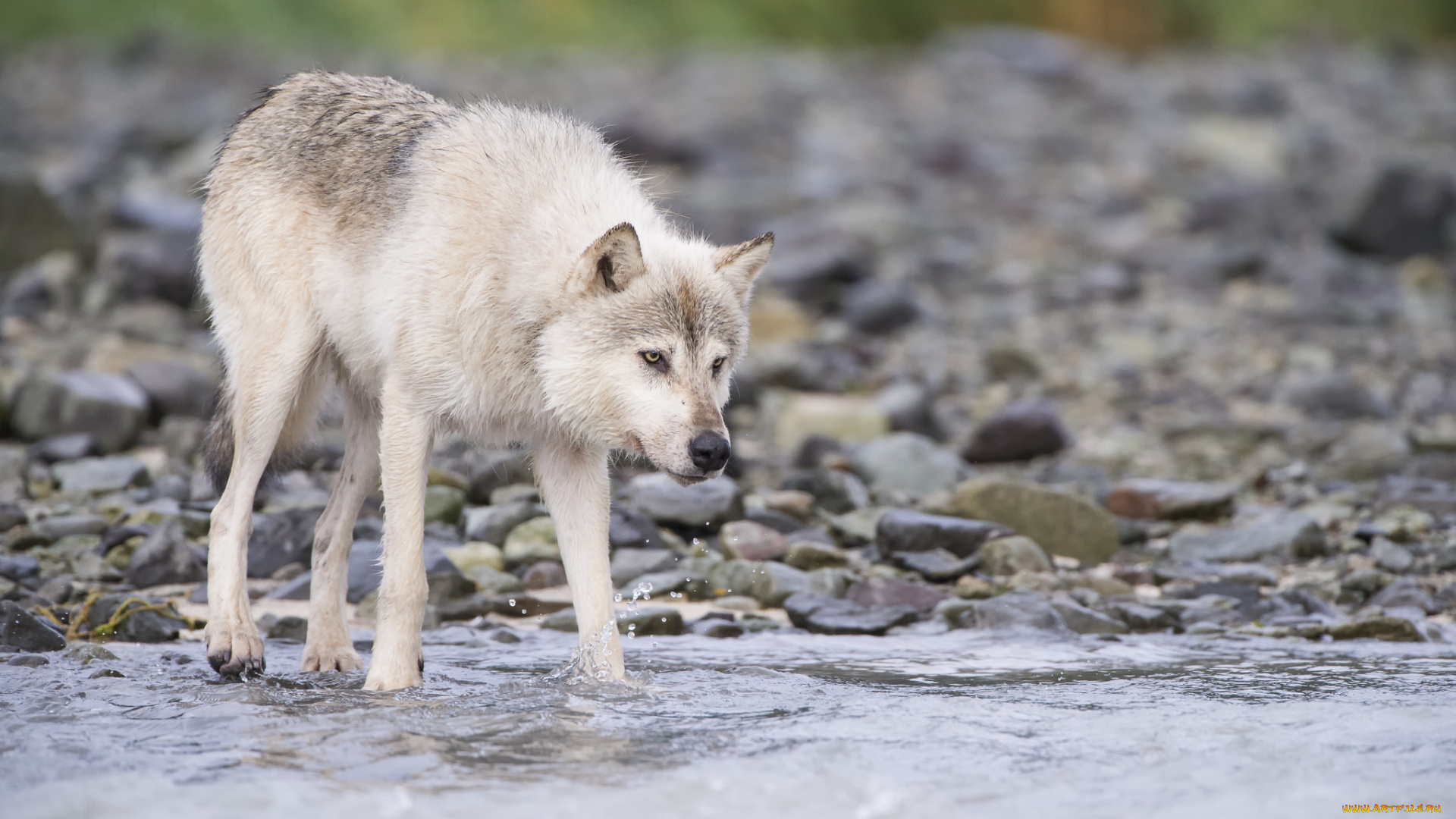 животные, волки, , койоты, , шакалы, животное, белый, волк, природа