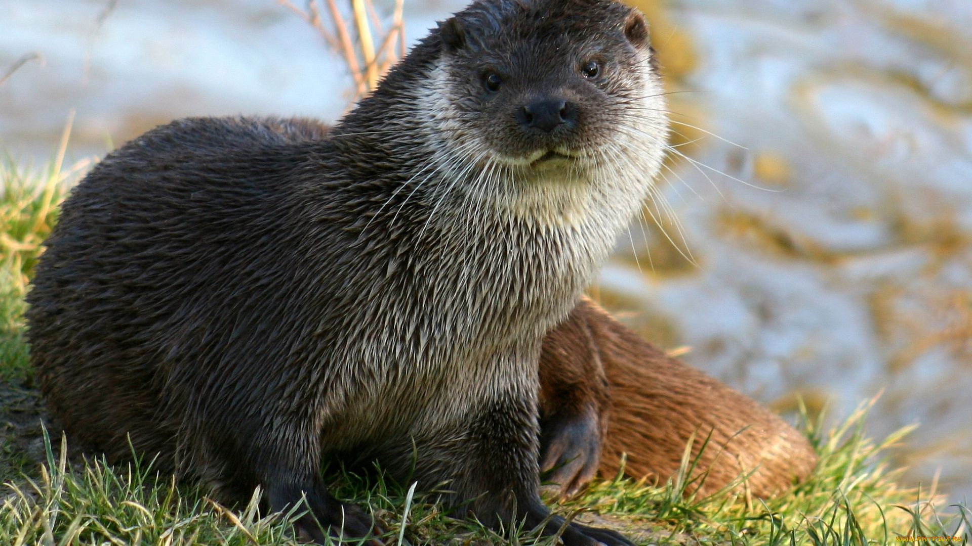 животные, выдры, , каланы, , ондатры, взгляд, трава