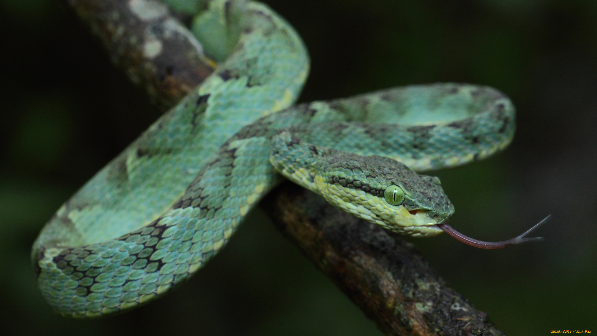 животные, змеи, , питоны, , кобры, змея