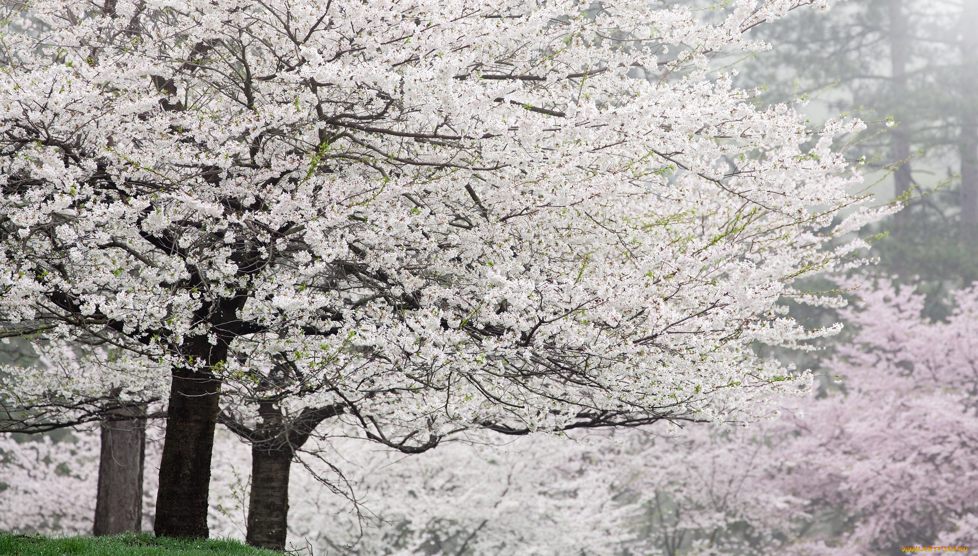 цветы, цветущие, деревья, , , кустарники, деревья, цветение, сад, весна