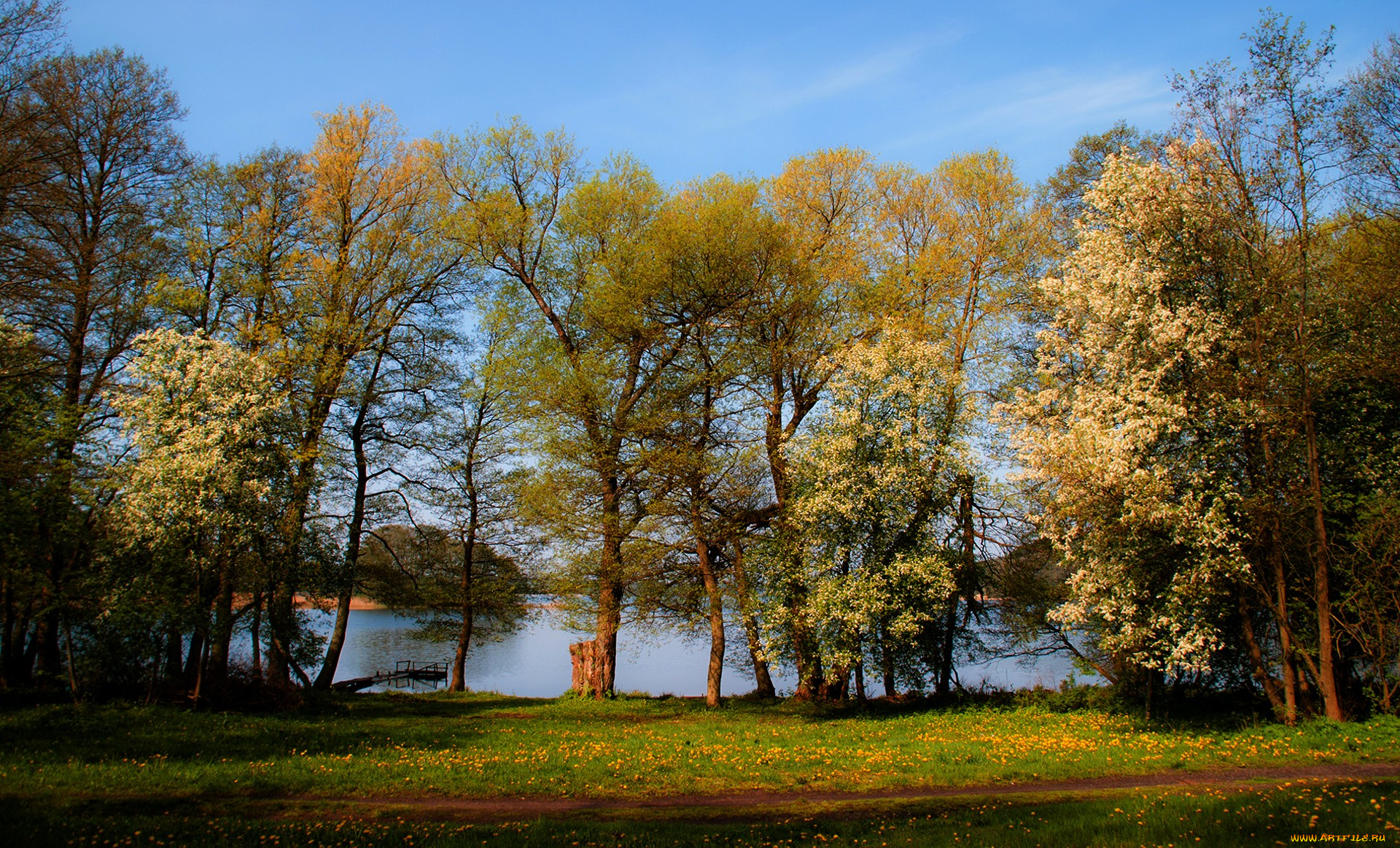 природа, деревья, простор