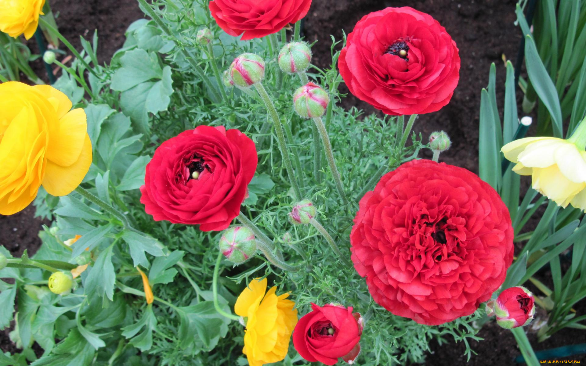 цветы, маки, клумба, красные, желтые, бутоны