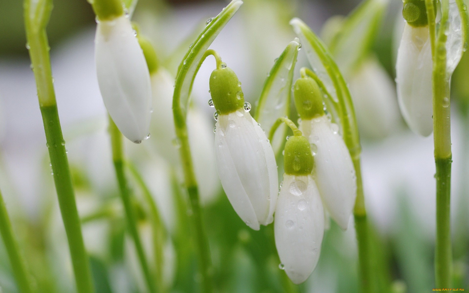 цветы, подснежники, , белоцветники, , пролески, весна, макро