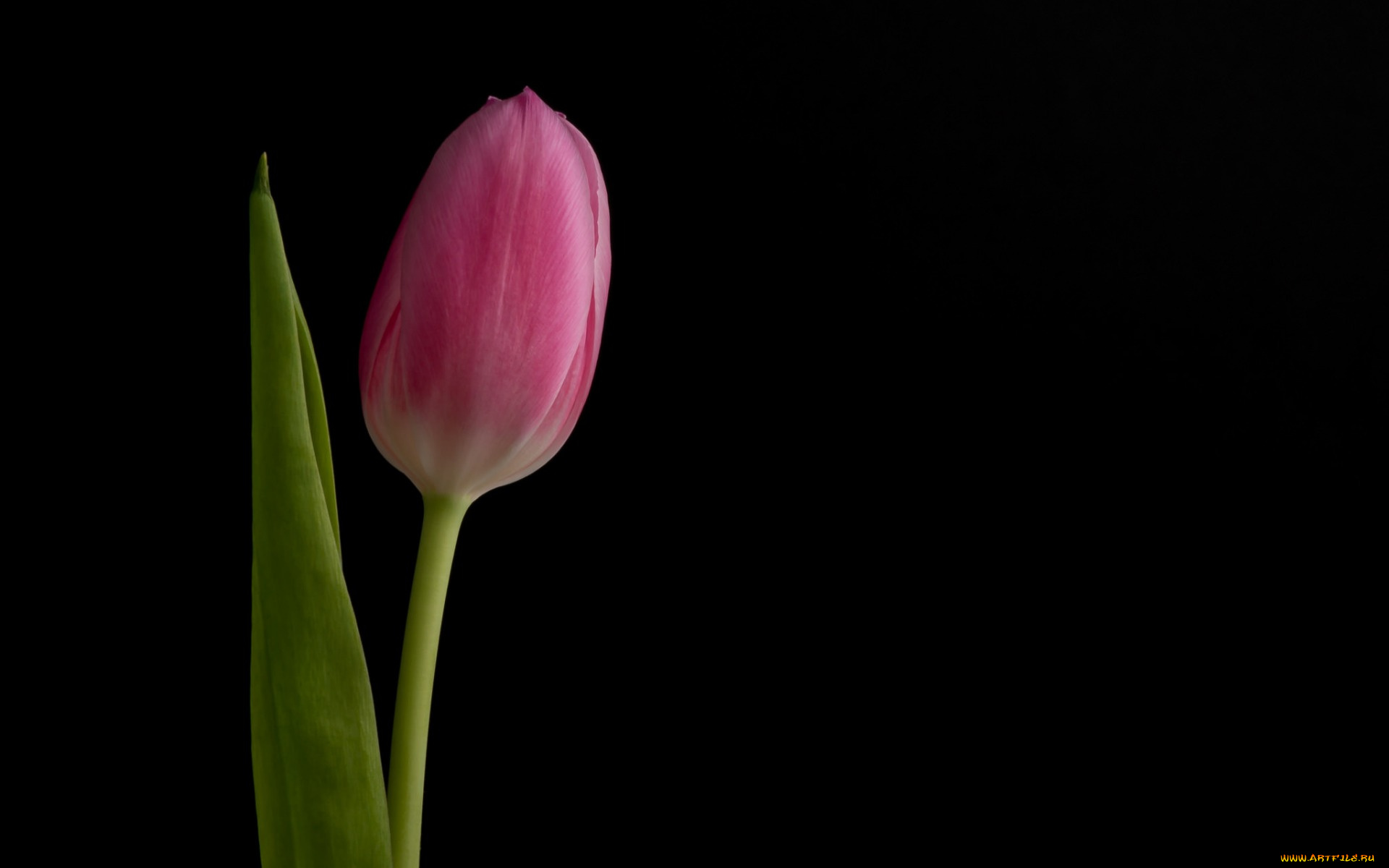 цветы, тюльпаны, цветок, фон, тюльпан