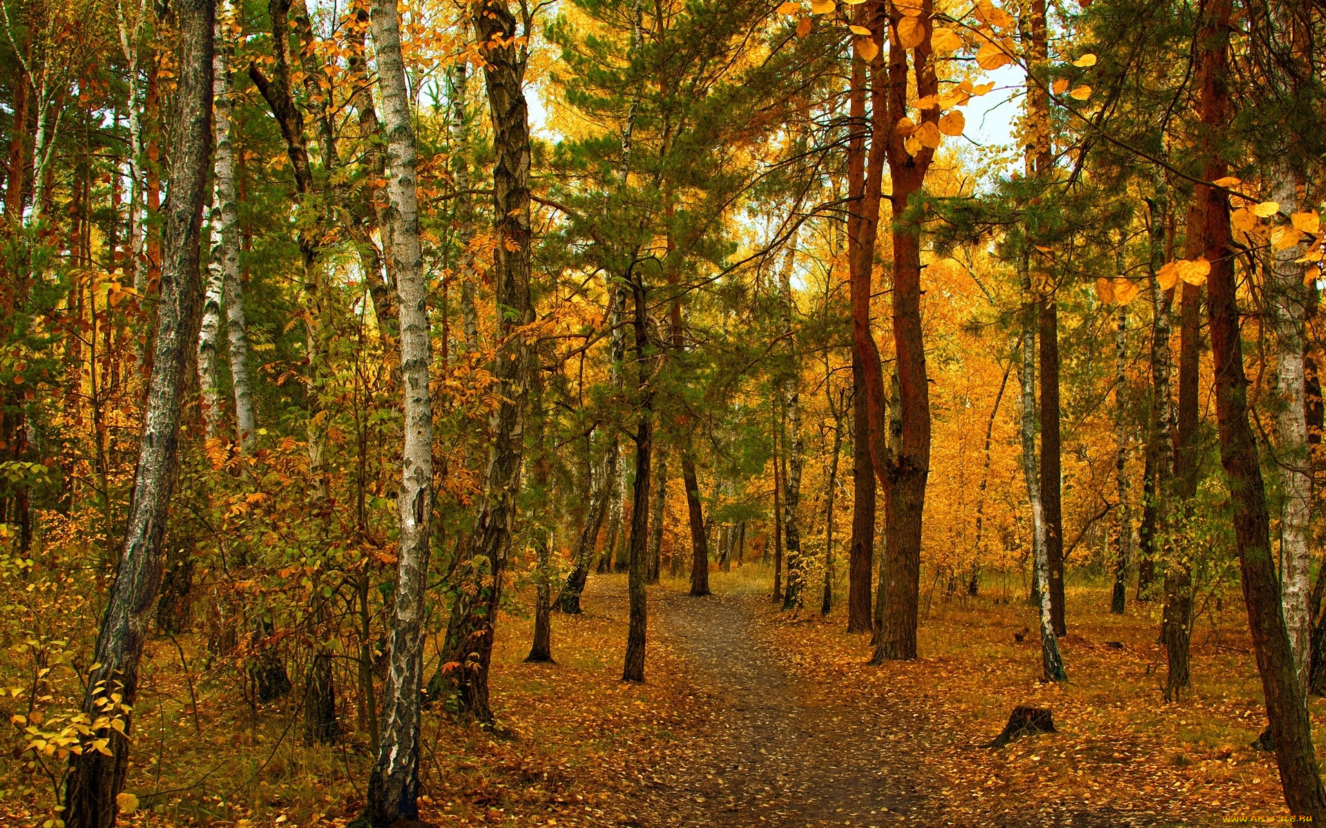 природа, лес, деревья